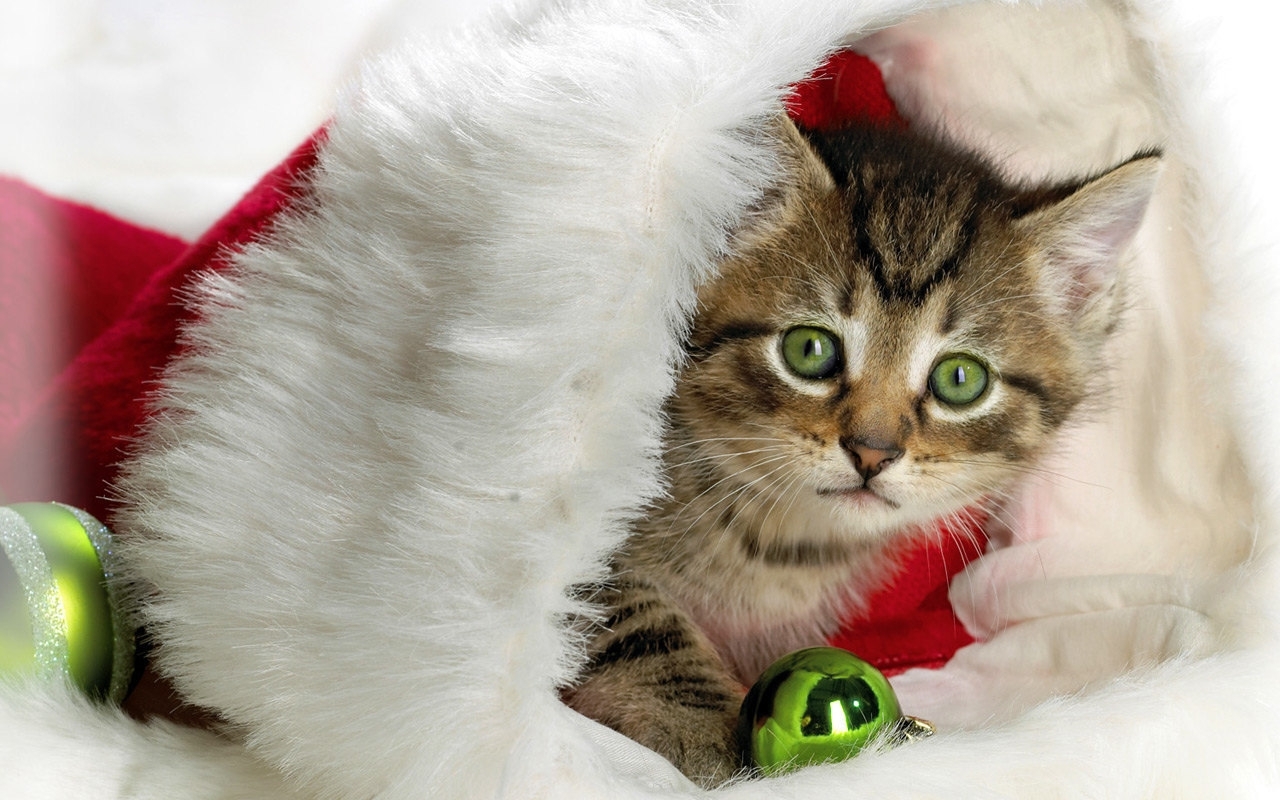 無料モバイル壁紙祝日, 動物, キャッツ, 新年, クリスマスをダウンロードします。