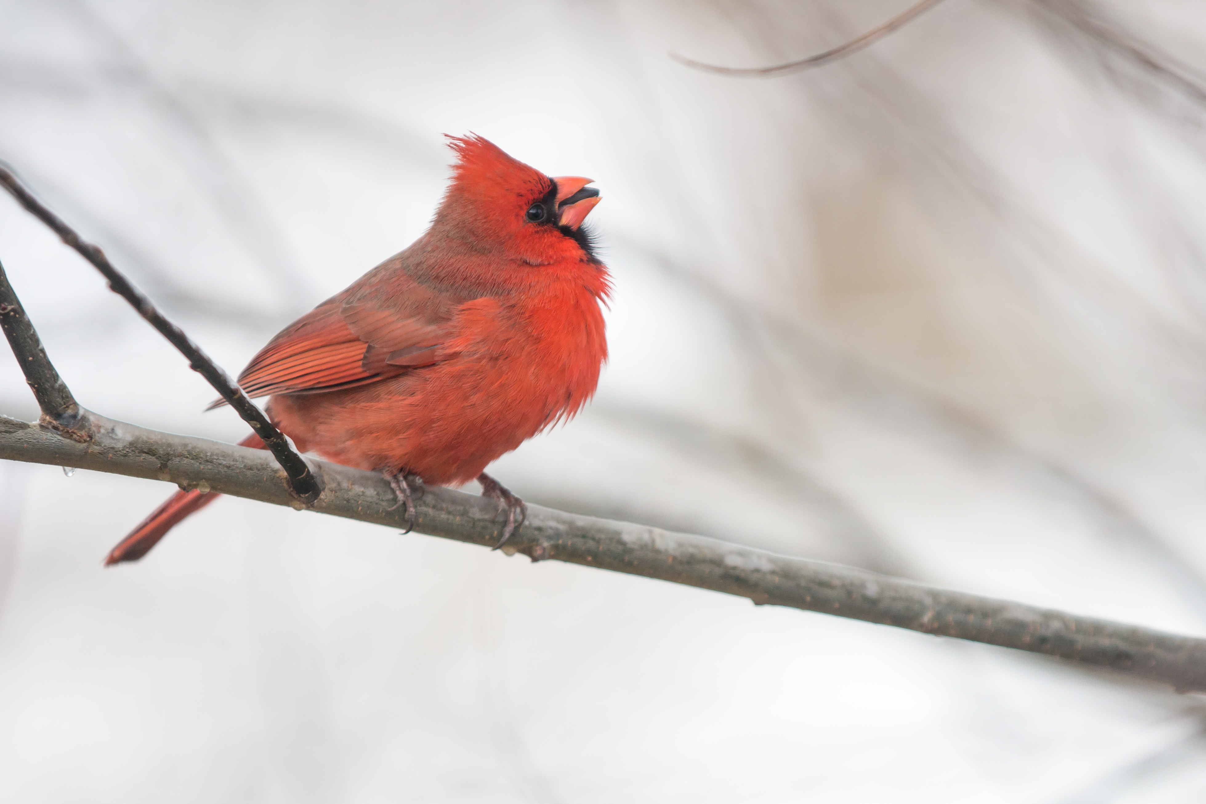 Free download wallpaper Winter, Birds, Bird, Branch, Animal, Cardinal, Northern Cardinal on your PC desktop