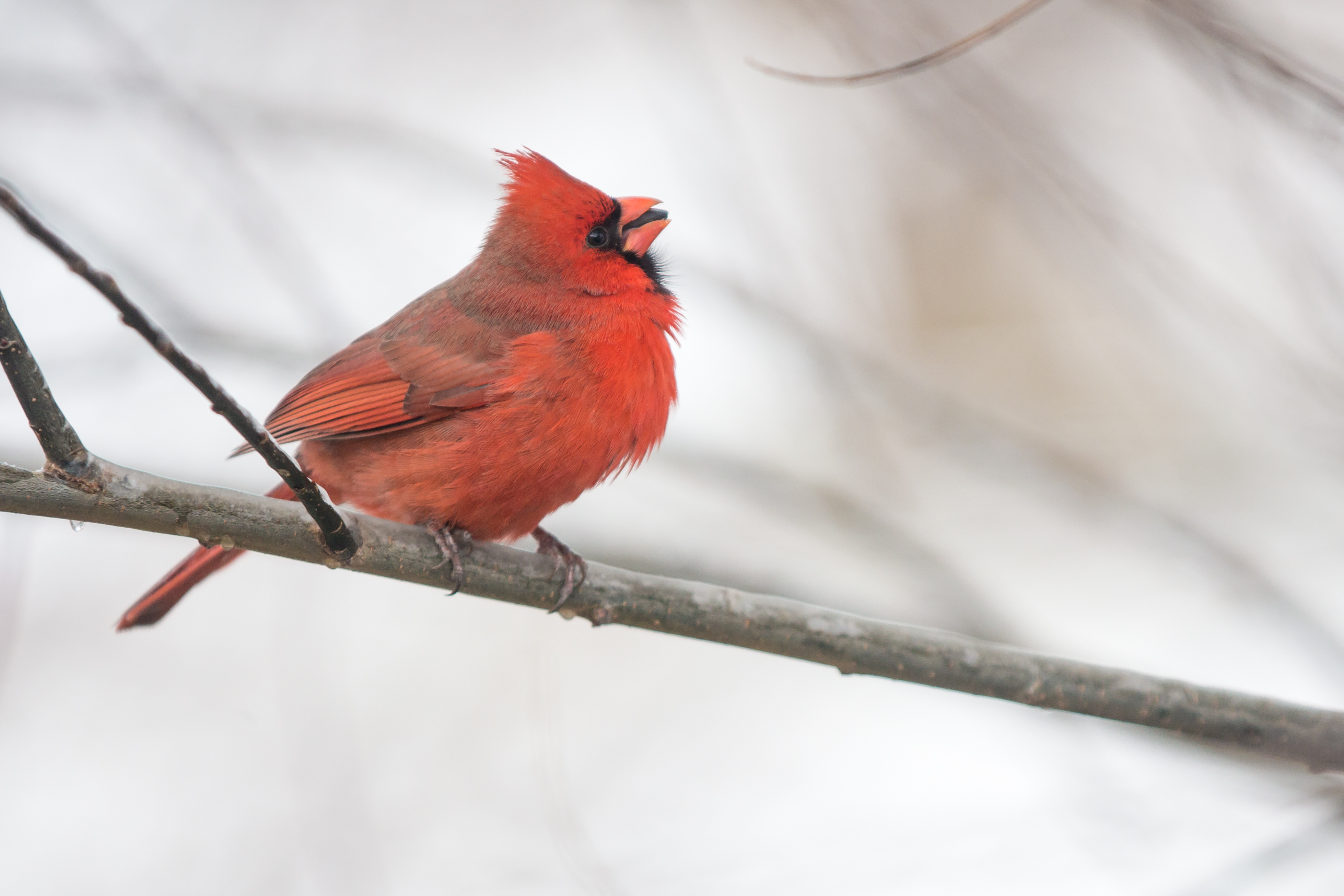 383559 descargar fondo de pantalla animales, cardenal norteño, ave, rama, cardenal, invierno, aves: protectores de pantalla e imágenes gratis