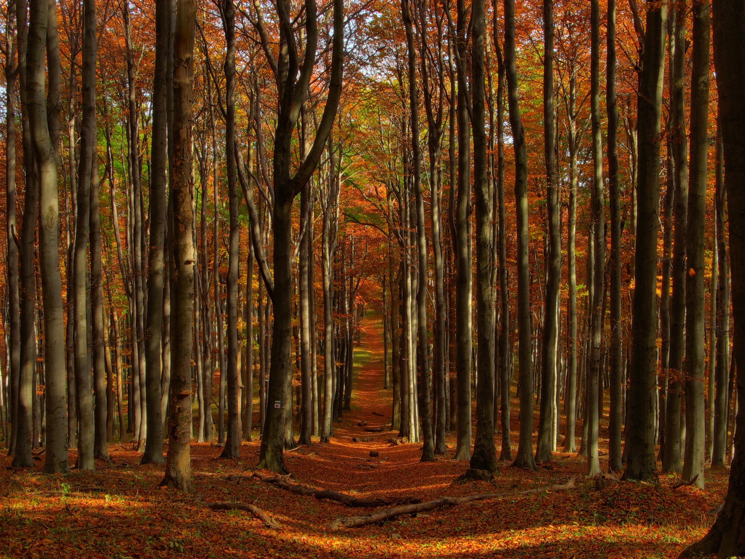 Téléchargez des papiers peints mobile Forêt, Terre/nature gratuitement.