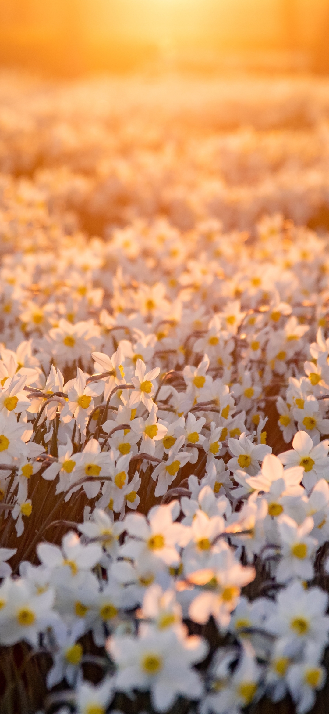 Download mobile wallpaper Nature, Flowers, Flower, Earth, Spring, White Flower, Daffodil for free.