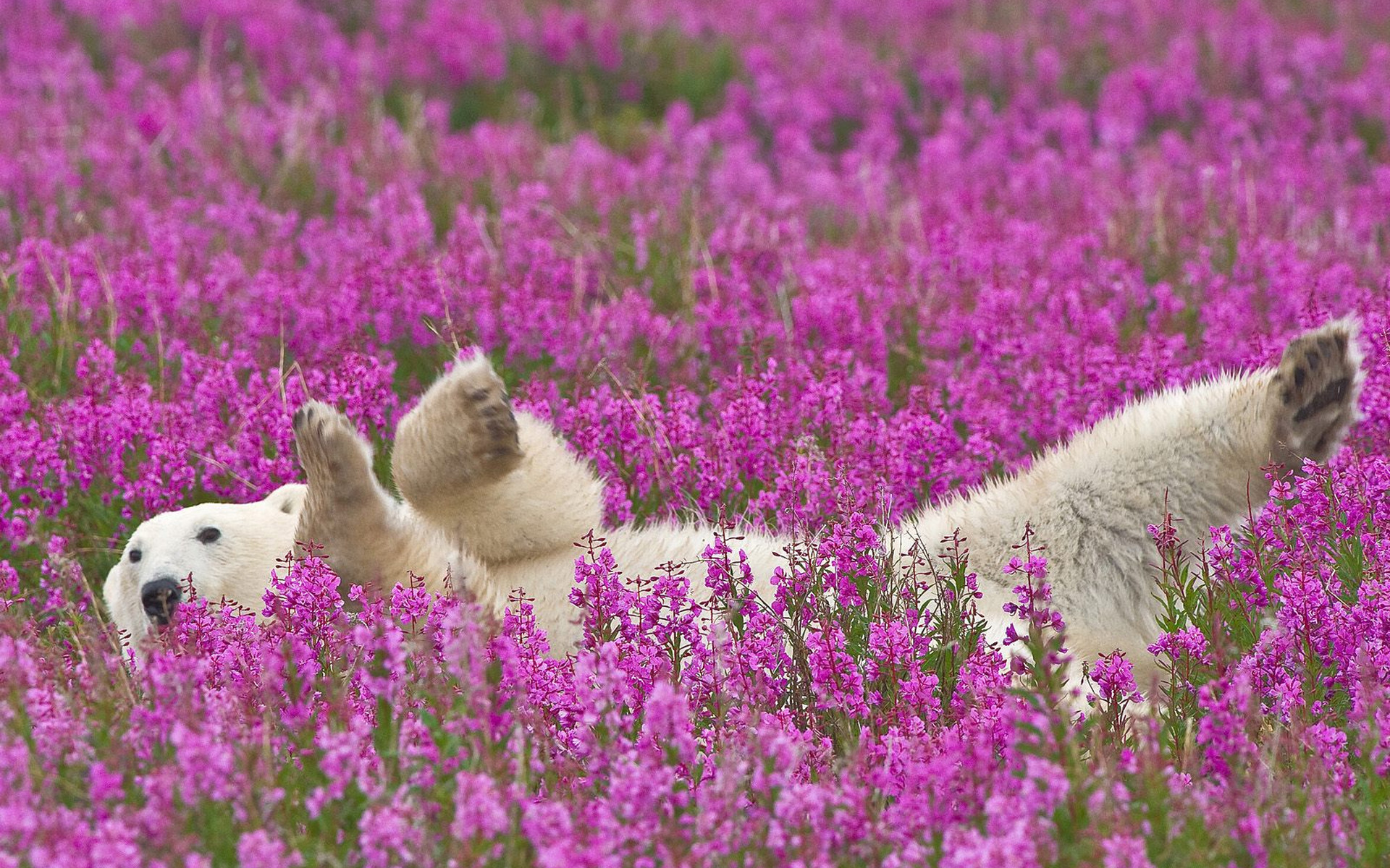 Download mobile wallpaper Bears, Polar Bear, Pink Flower, Canada, Flower, Animal for free.
