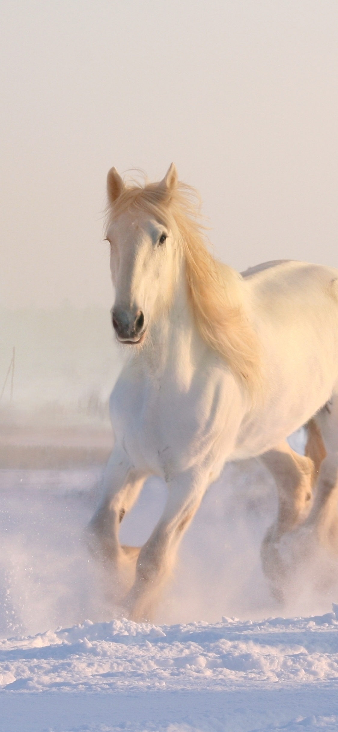 無料モバイル壁紙動物, 冬, 馬, 雪, ランニングをダウンロードします。