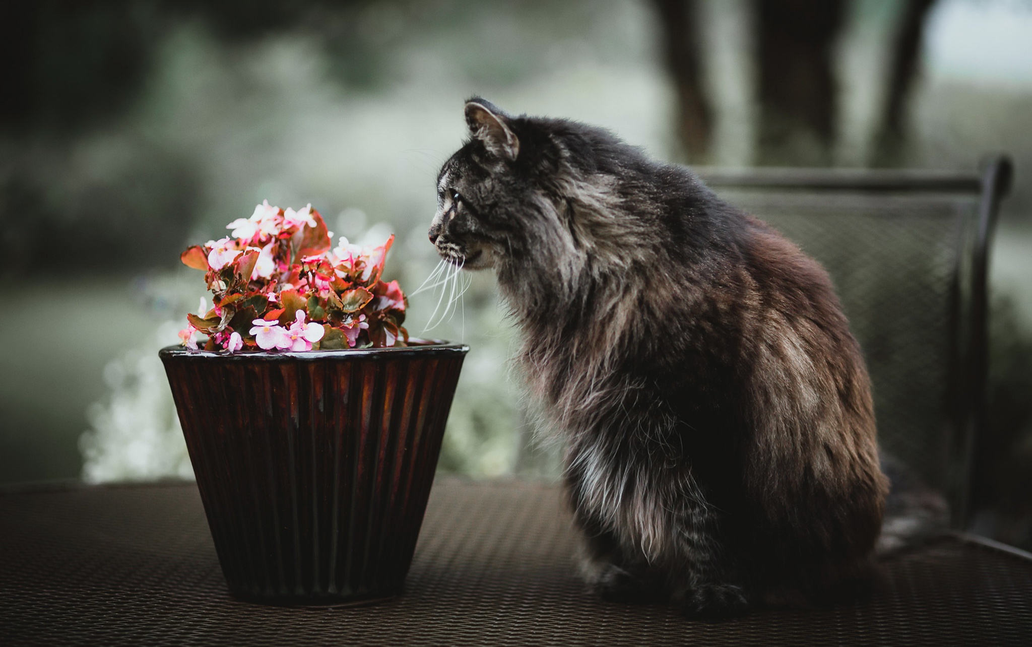 Download mobile wallpaper Cats, Flower, Cat, Animal for free.