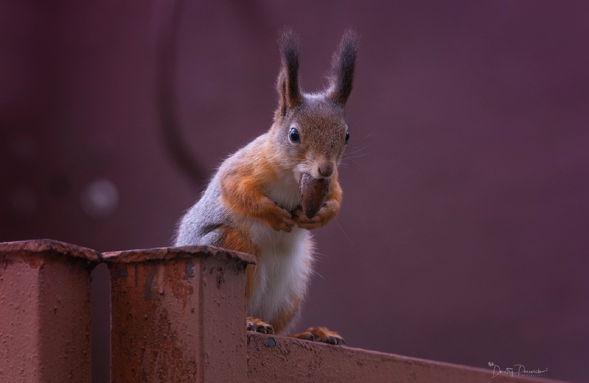 Squirrel  Lock Screen