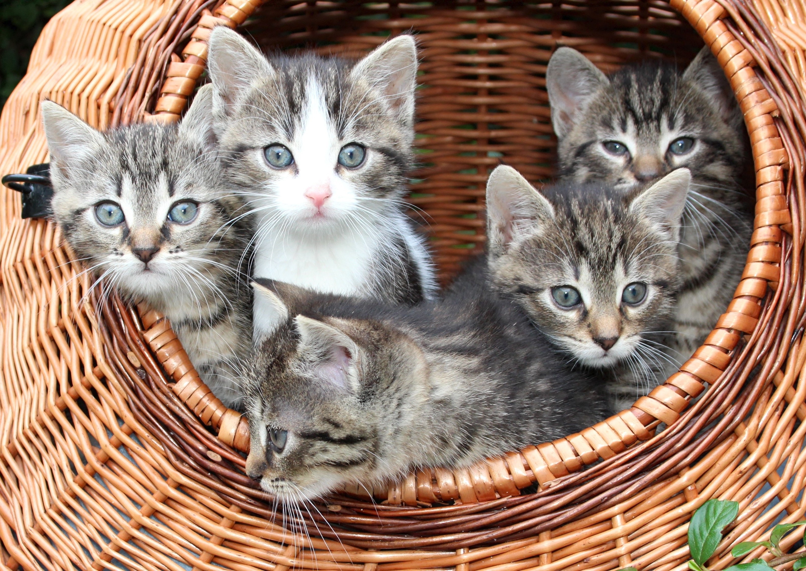 Download mobile wallpaper Cats, Cat, Kitten, Animal, Basket, Cute, Baby Animal for free.
