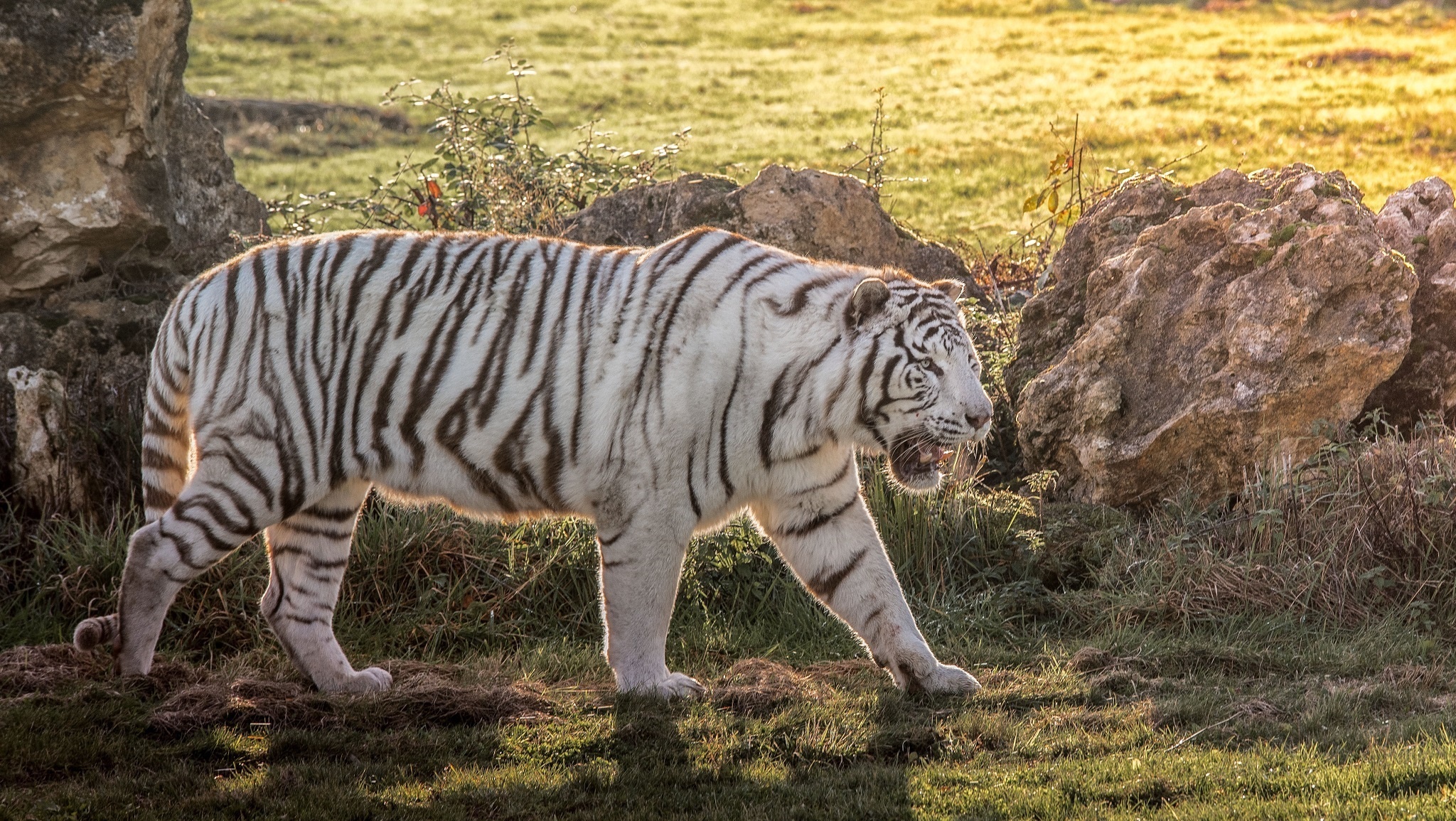 Descarga gratuita de fondo de pantalla para móvil de Animales, Gatos, Tigre Blanco.