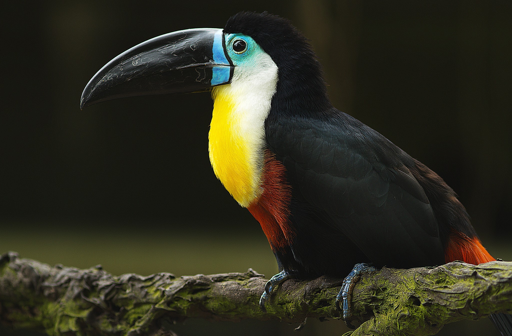 Laden Sie das Tiere, Vögel, Tukan, Tukan Mit Kanalschnabel-Bild kostenlos auf Ihren PC-Desktop herunter