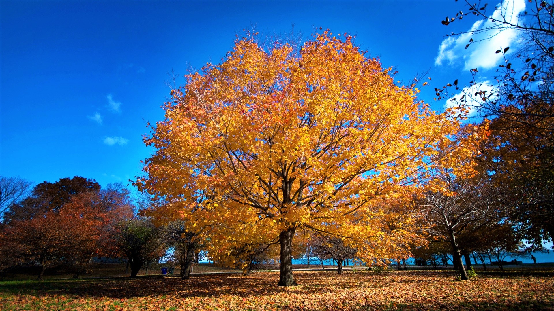 無料モバイル壁紙木, 秋, 公園, 地球をダウンロードします。