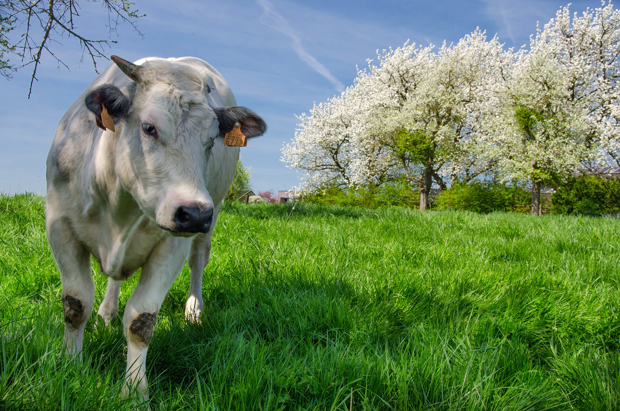 Free download wallpaper Grass, Animal, Spring, Cow on your PC desktop
