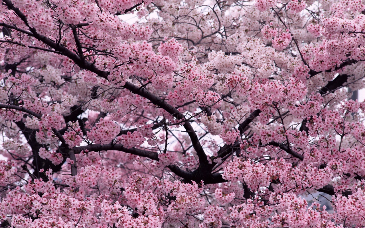 sakura, blossom, earth