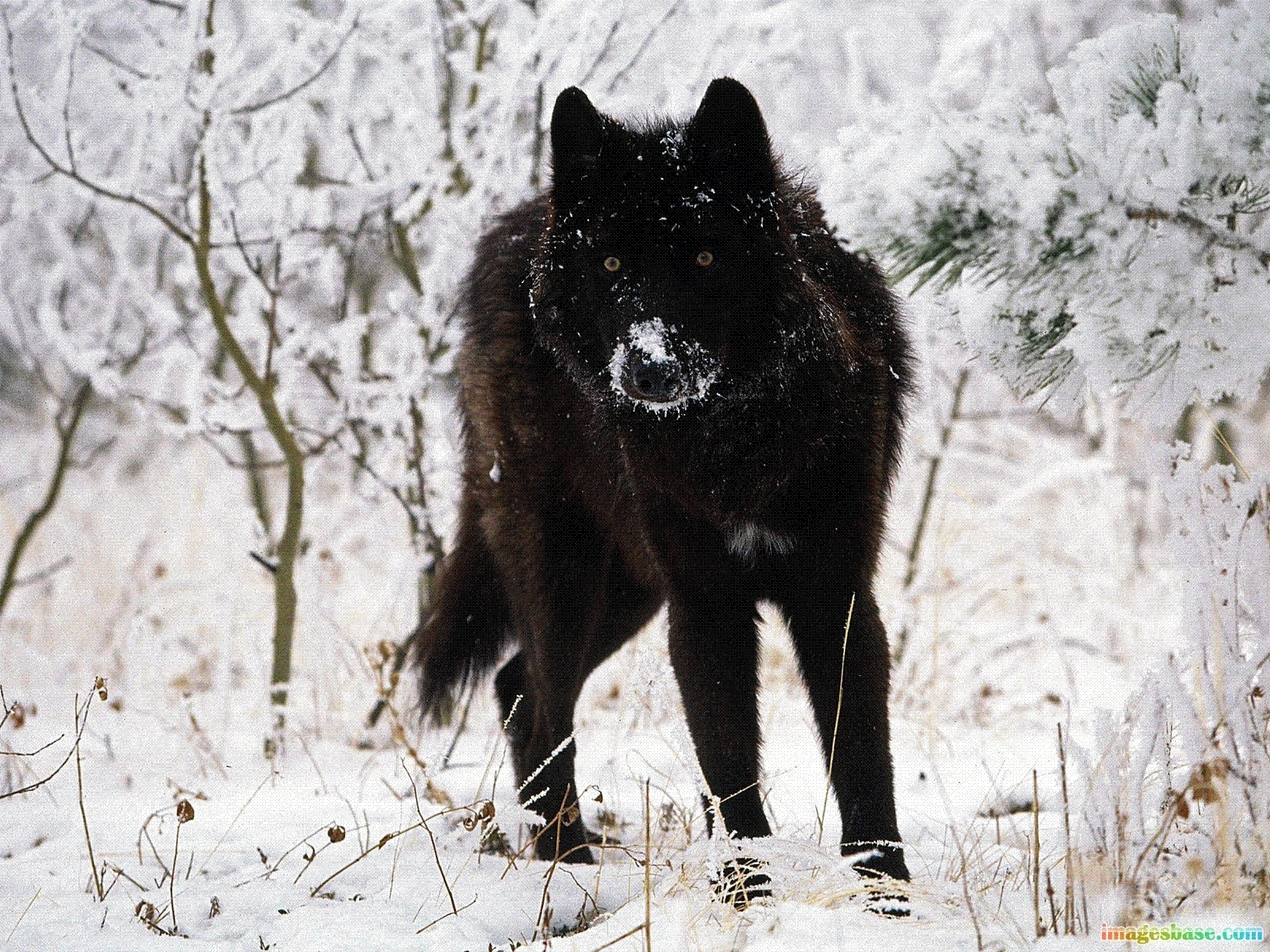 Download mobile wallpaper Animals, Winter, Wolfs for free.