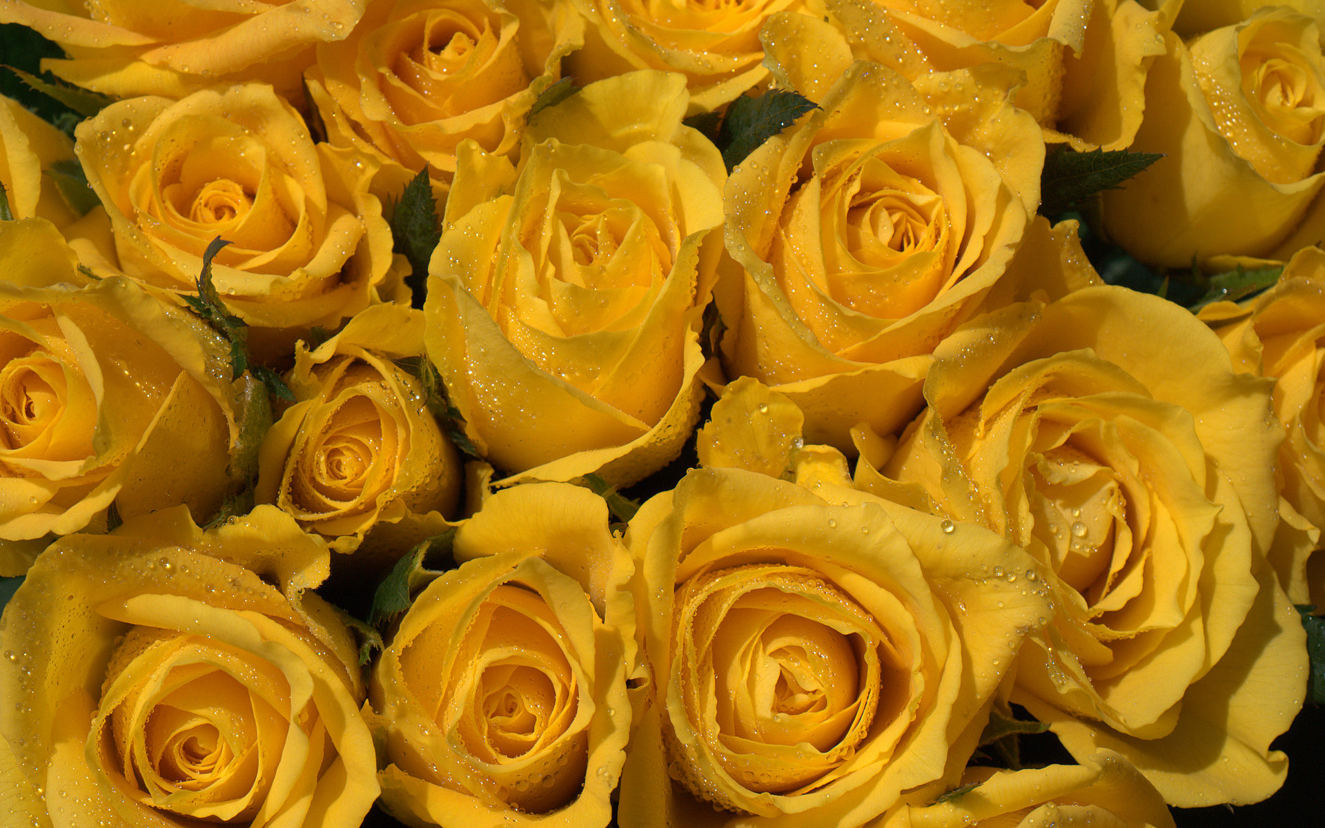 Free download wallpaper Flowers, Flower, Rose, Earth, Yellow Flower on your PC desktop