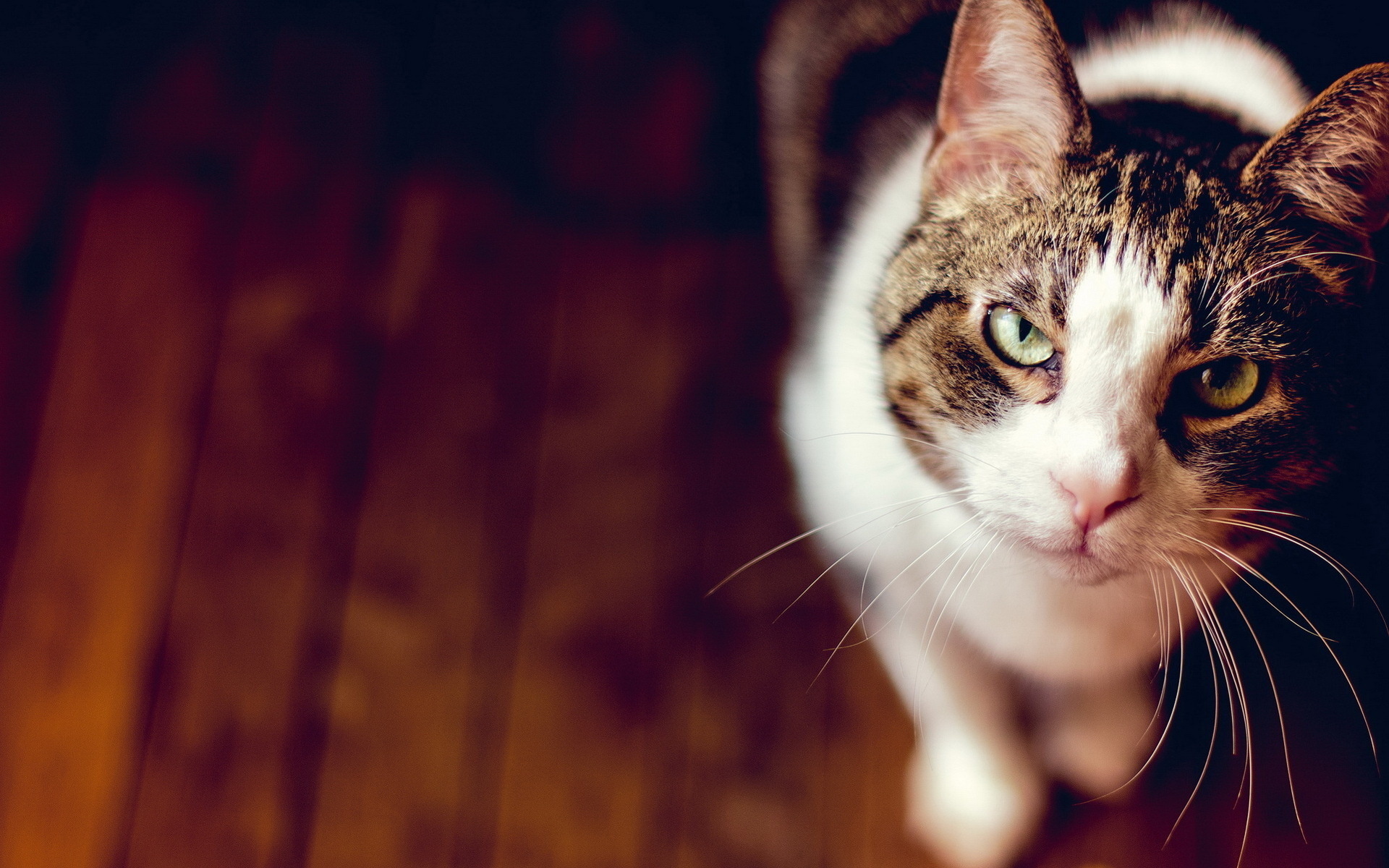 無料モバイル壁紙動物, ネコ, 猫をダウンロードします。