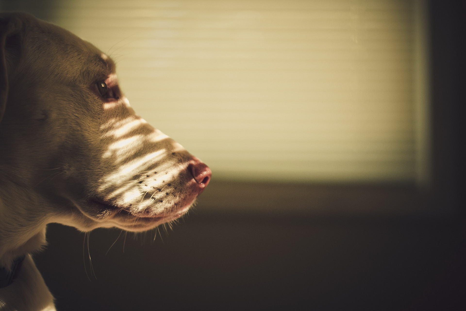 Téléchargez gratuitement l'image Animaux, Chiens, Chien sur le bureau de votre PC