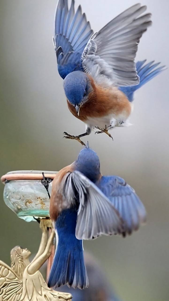 Download mobile wallpaper Birds, Bird, Animal for free.