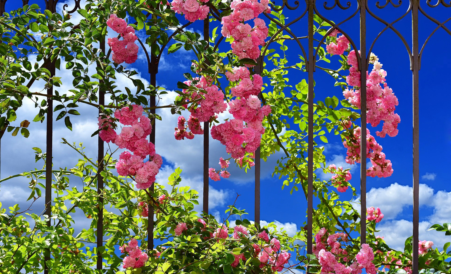 Free download wallpaper Flower, Rose, Man Made, Rose Bush on your PC desktop
