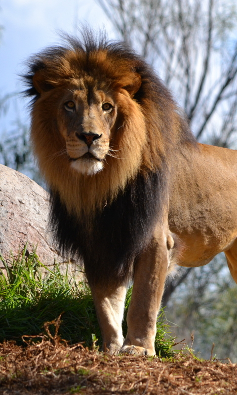 Téléchargez des papiers peints mobile Animaux, Chats, Lion gratuitement.