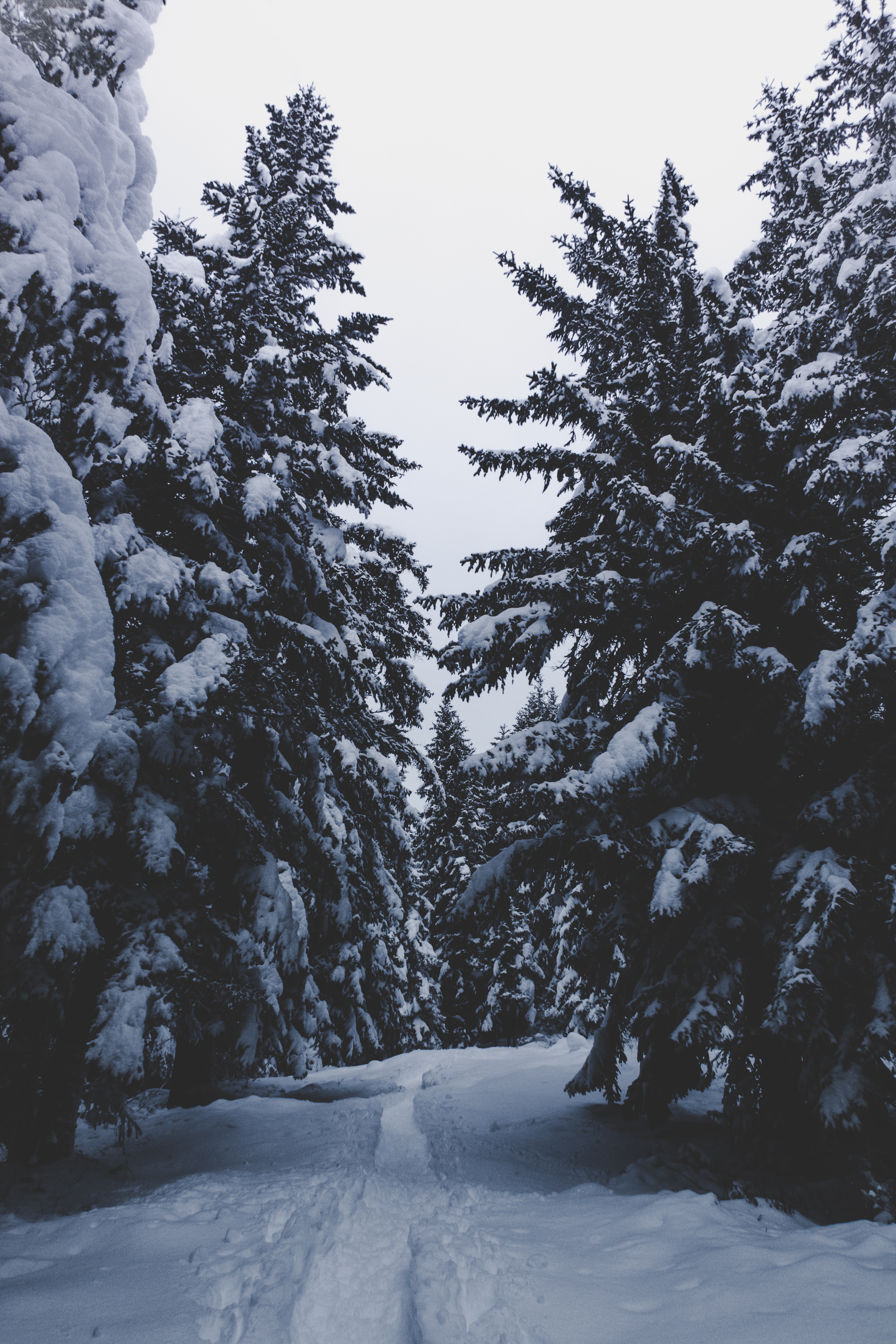 Скачать обои бесплатно Природа, Заснеженный, Деревья, Снег, Тропинка, Лес, Зима картинка на рабочий стол ПК