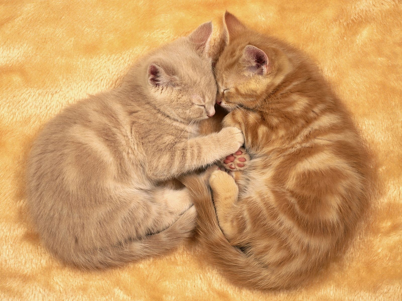 Free download wallpaper Cats, Cat, Kitten, Animal, Sleeping, Cute, Baby Animal on your PC desktop