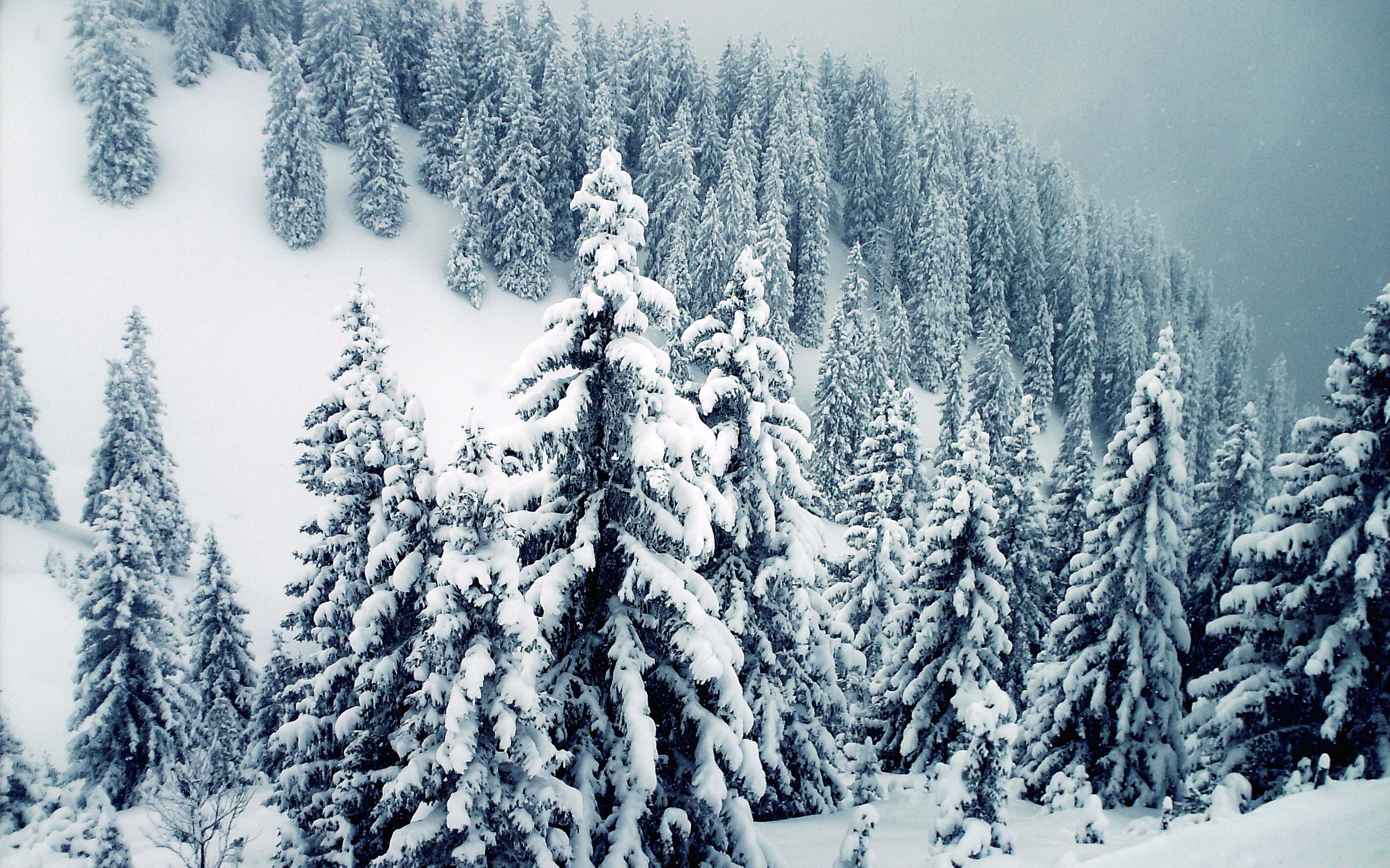 Téléchargez gratuitement l'image Hiver, Terre/nature sur le bureau de votre PC