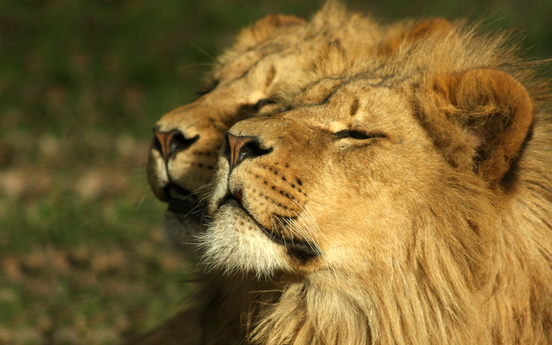 40349 Bild herunterladen tiere, lions, gelb - Hintergrundbilder und Bildschirmschoner kostenlos