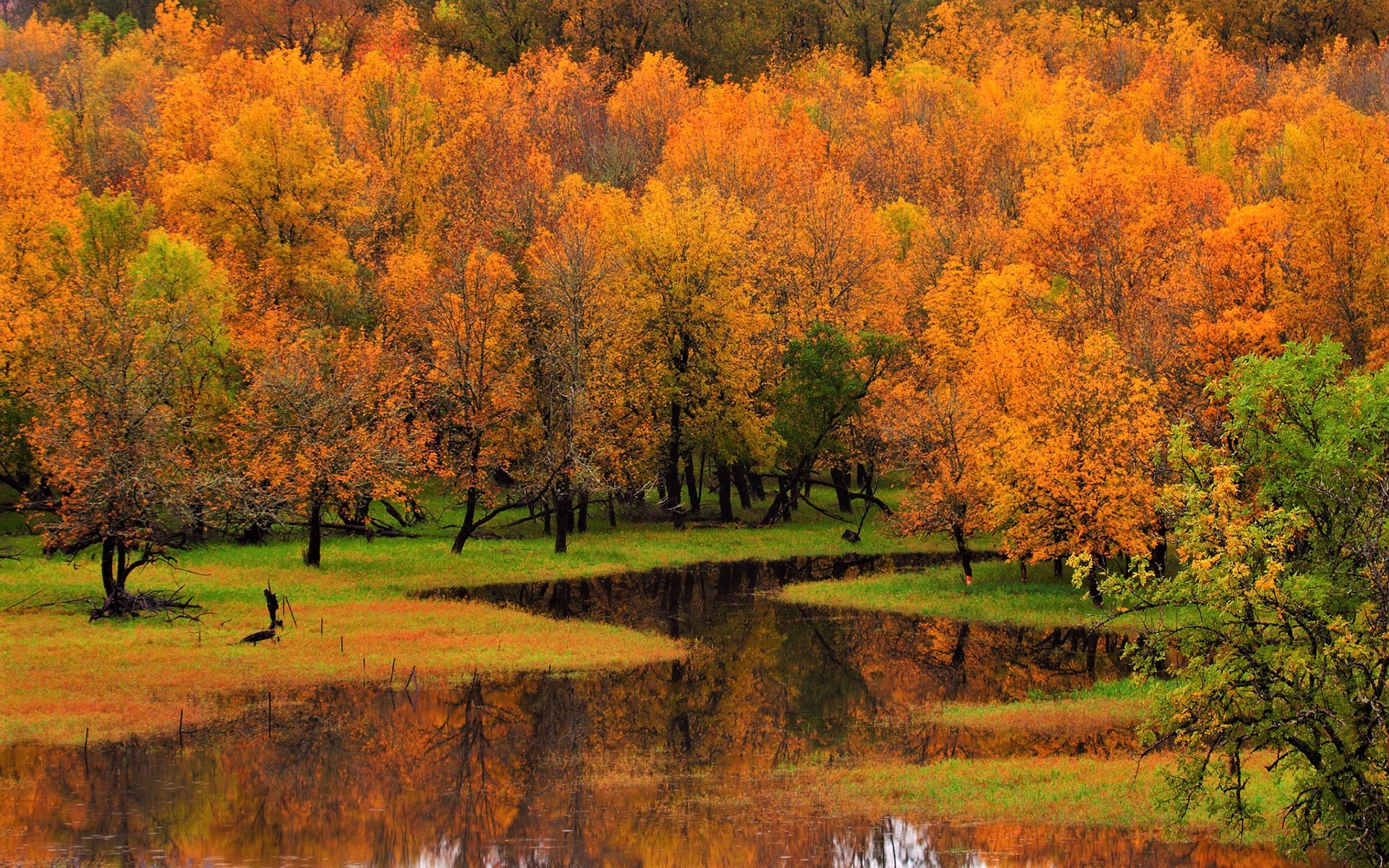 PCデスクトップに水, 木, 秋, 反射, 森, 地球画像を無料でダウンロード