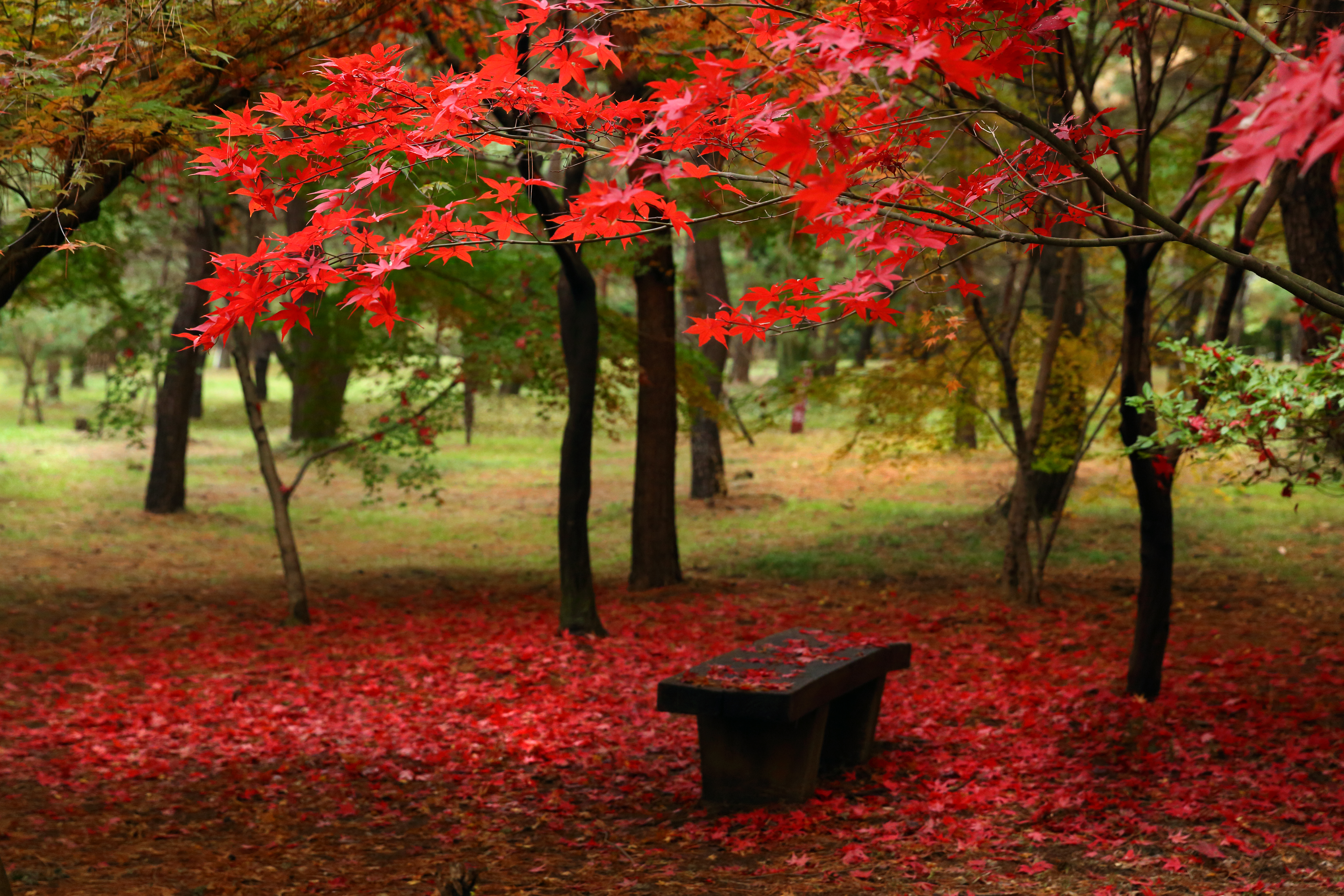 無料モバイル壁紙自然, 木, 秋, 葉, 公園, ベンチ, 写真撮影をダウンロードします。