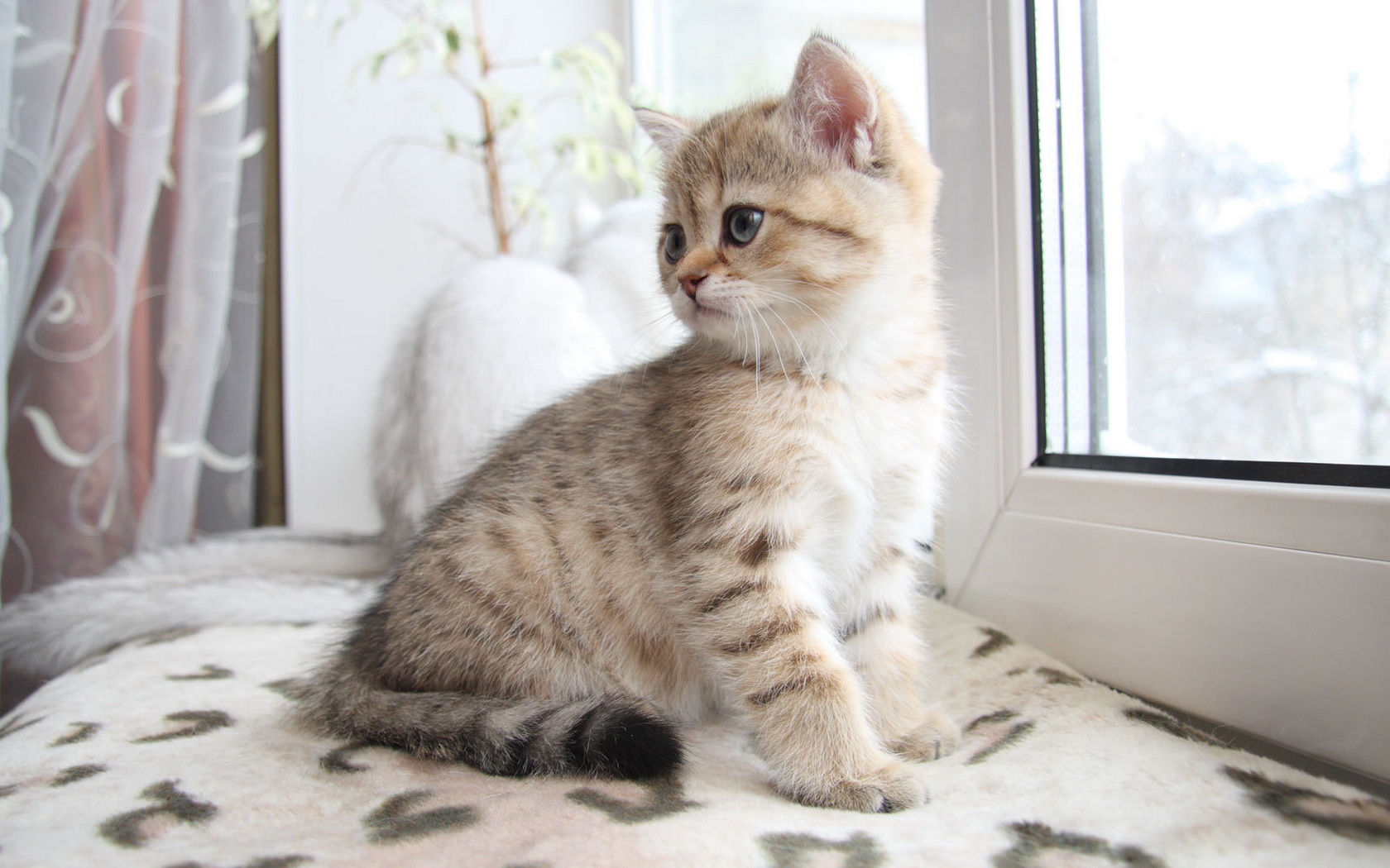 Baixe gratuitamente a imagem Animais, Gatos, Gato na área de trabalho do seu PC