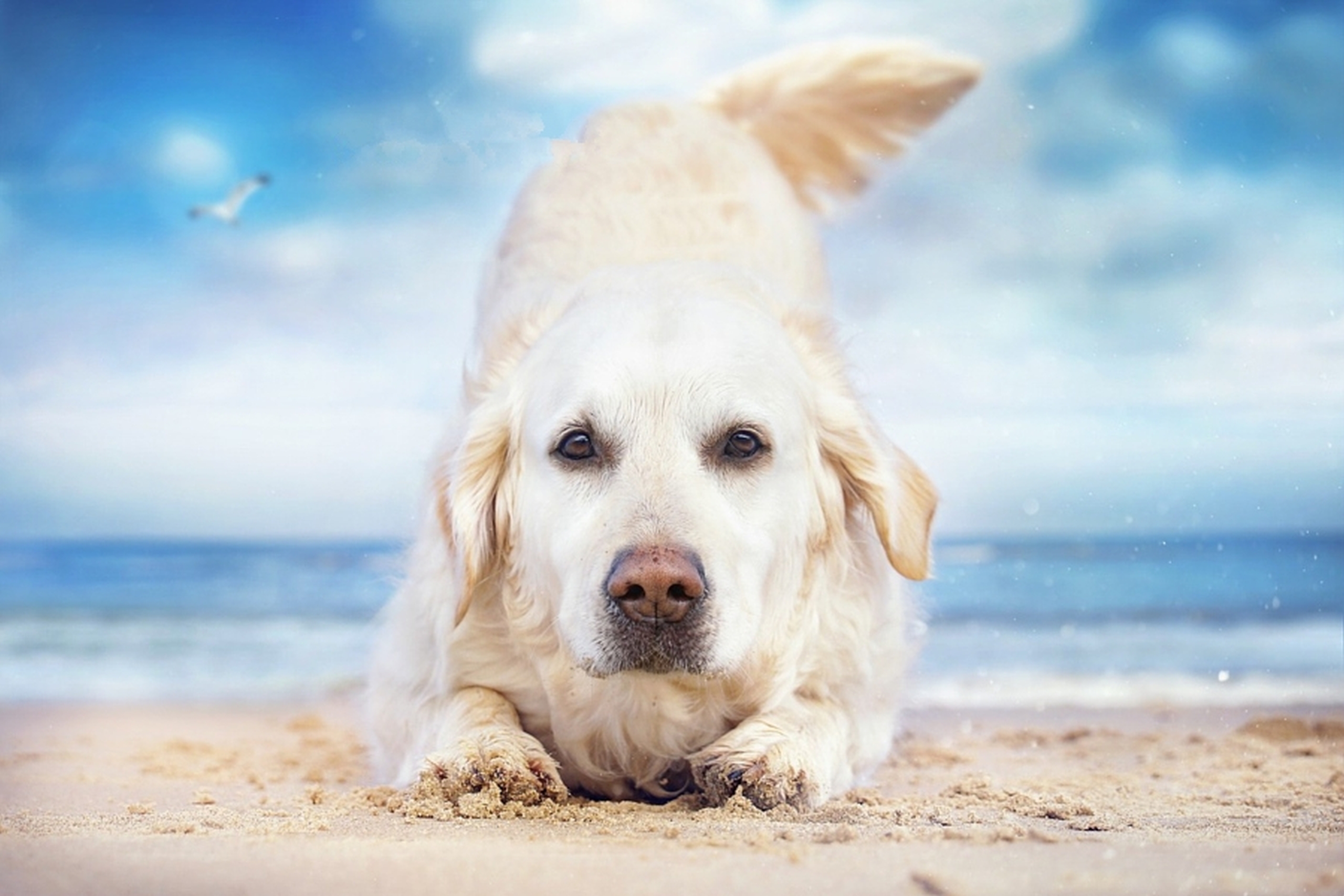 Handy-Wallpaper Tiere, Hunde, Strand, Hund, Golden Retriever kostenlos herunterladen.