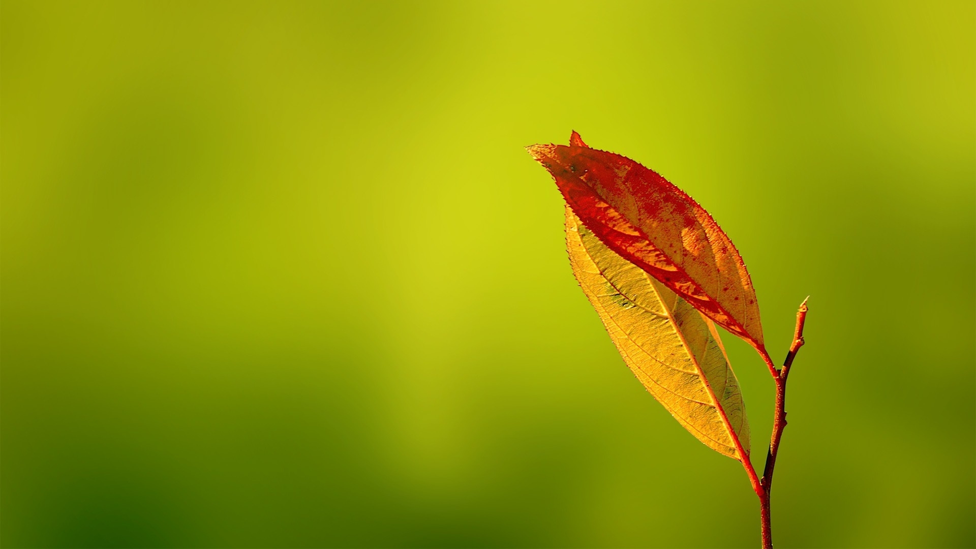 Laden Sie das Pflanzen, Blätter-Bild kostenlos auf Ihren PC-Desktop herunter