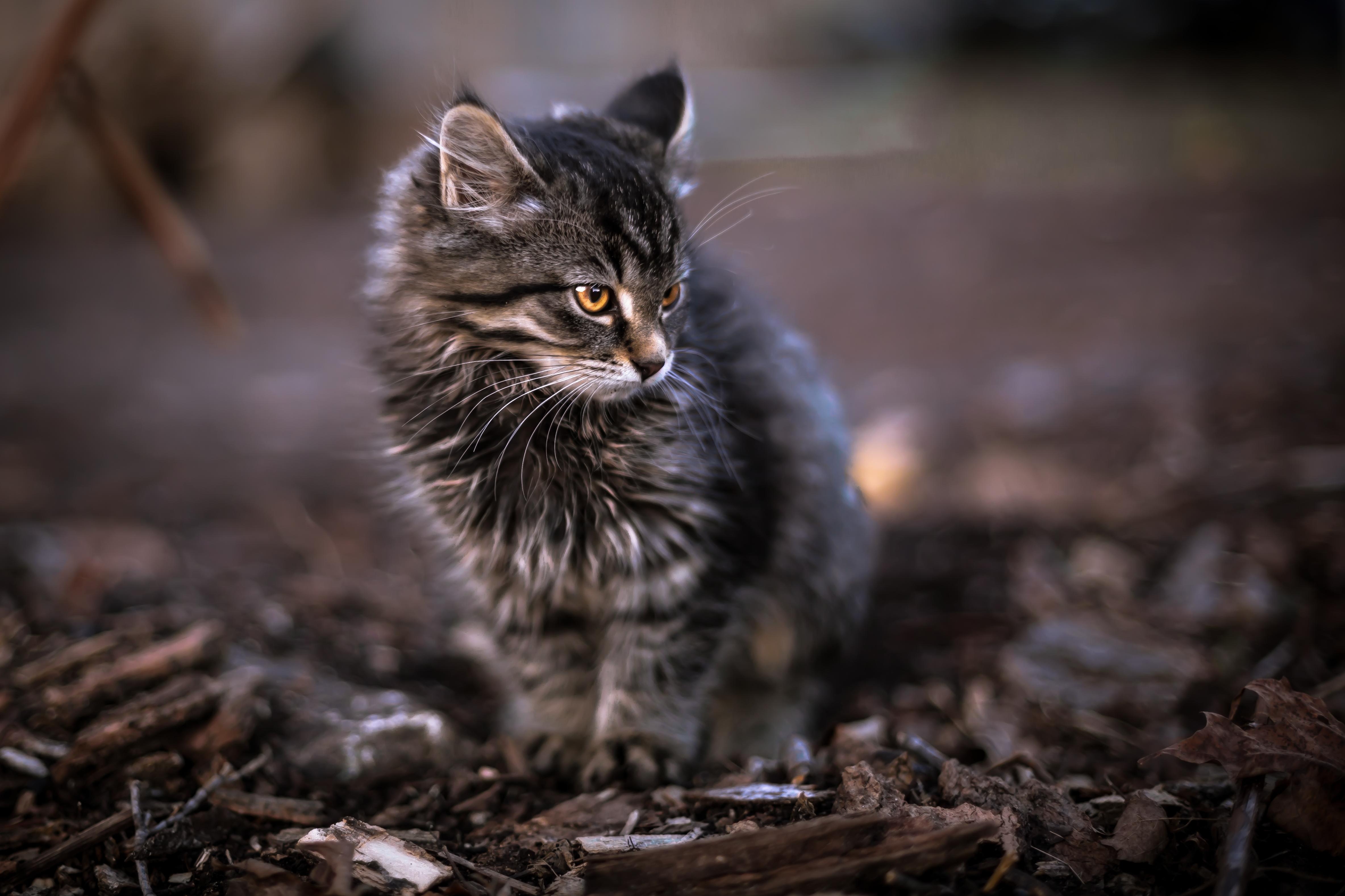 Baixar papel de parede para celular de Animais, Gatos, Gato, Gatinho, Fofo gratuito.