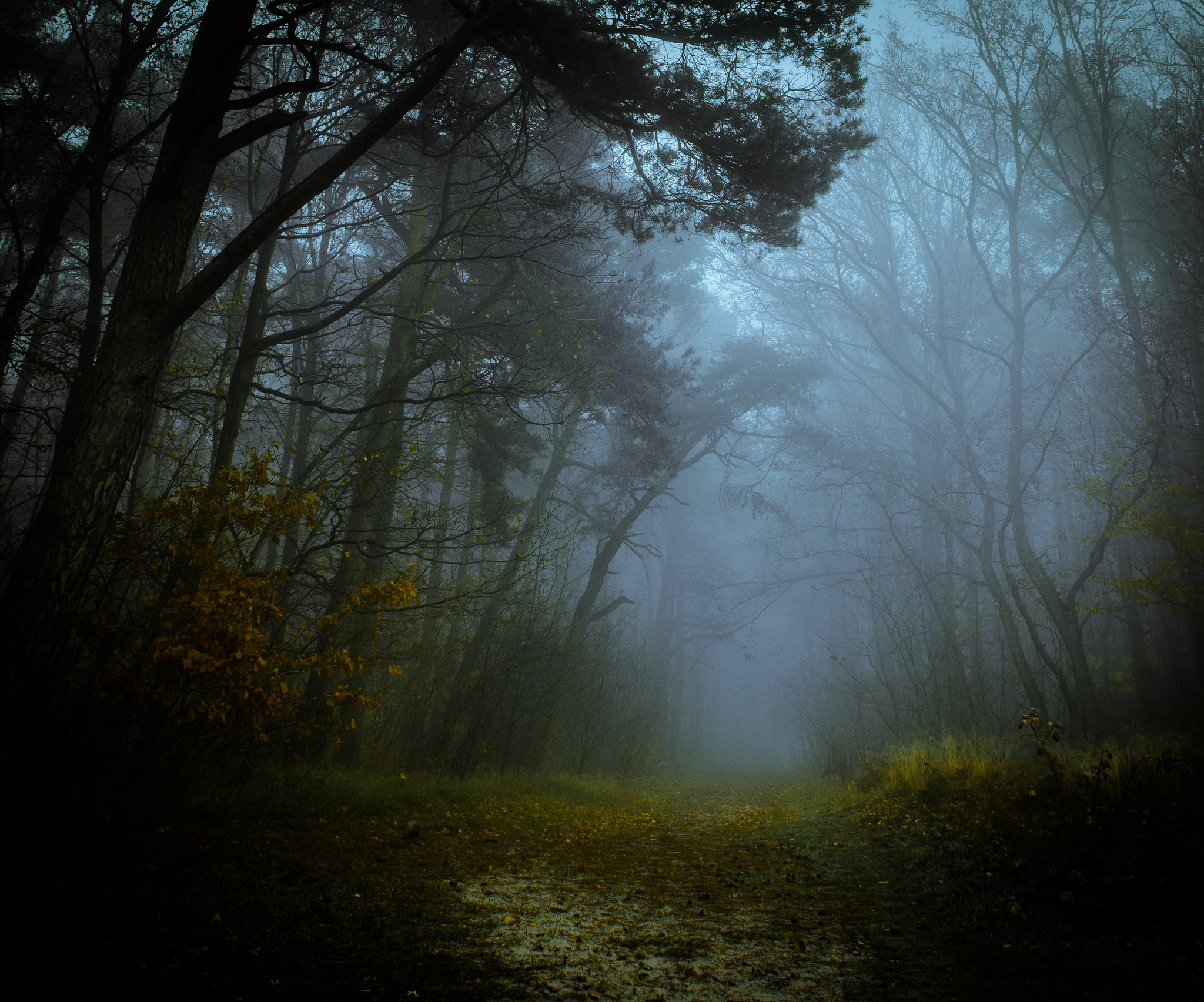 Download mobile wallpaper Forest, Fog, Earth, Path for free.