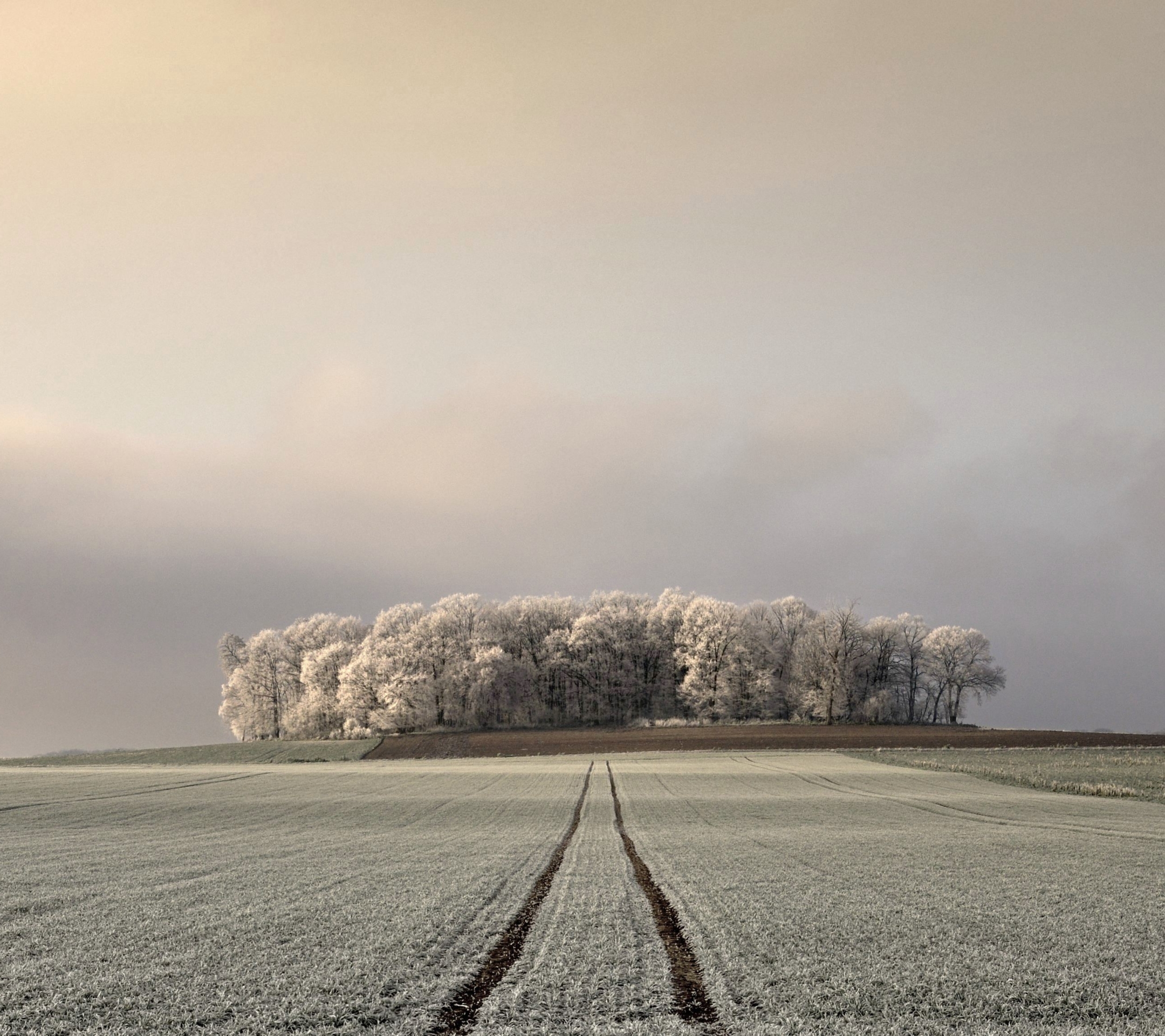 Download mobile wallpaper Sky, Snow, Forest, Earth, Field for free.