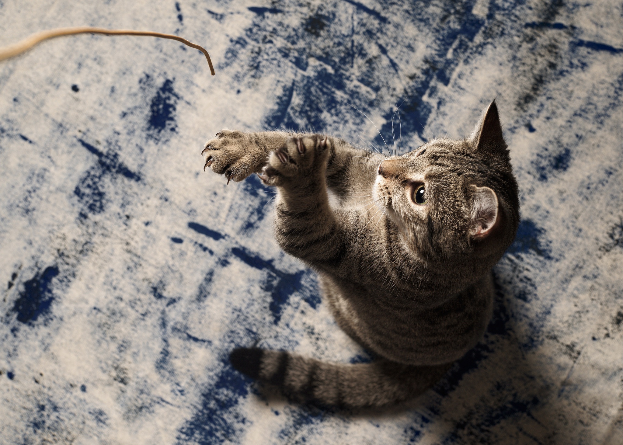 Baixe gratuitamente a imagem Animais, Gatos, Gato na área de trabalho do seu PC