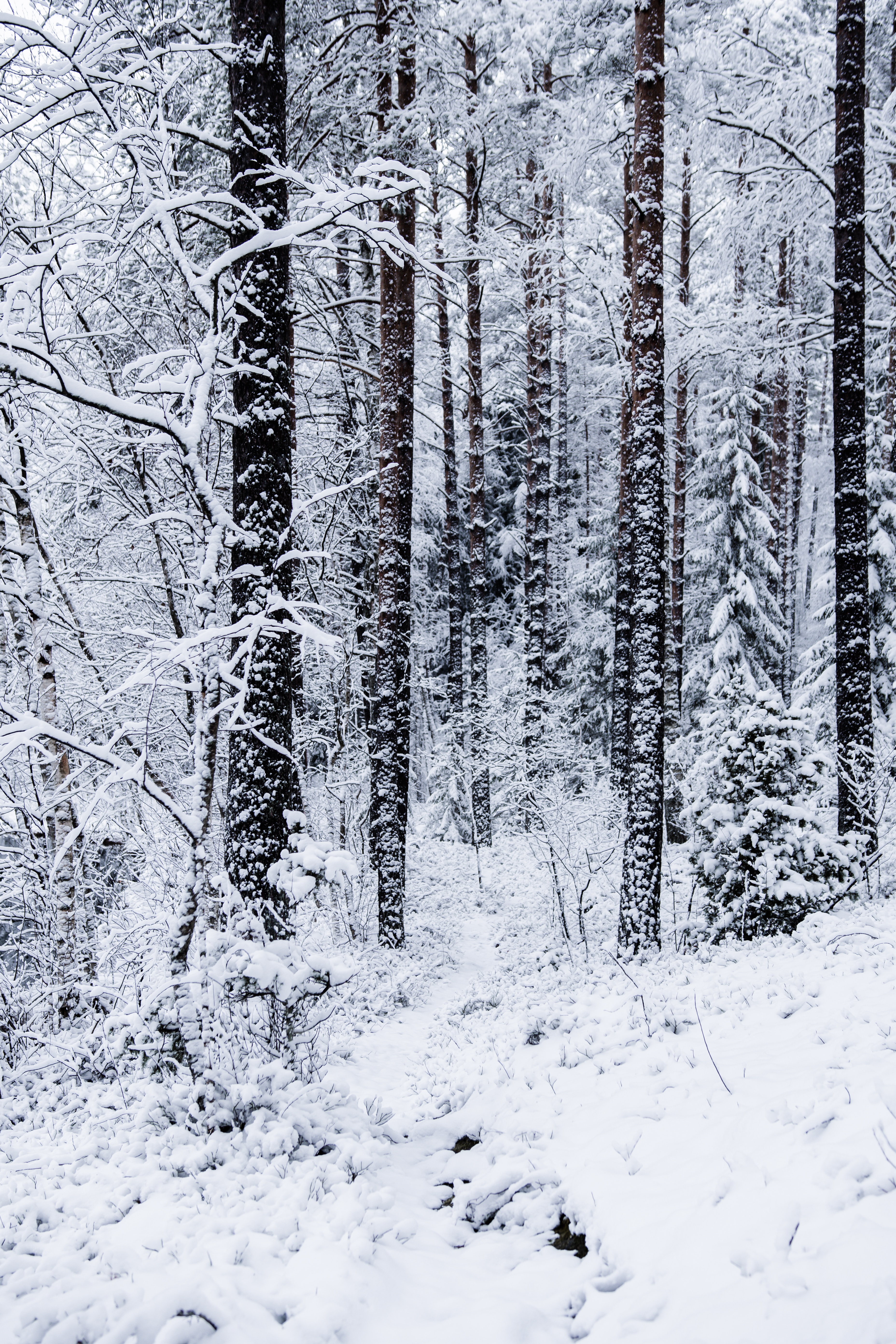 Descarga gratuita de fondo de pantalla para móvil de Naturaleza, Nieve, Bosque, Árboles, Invierno.