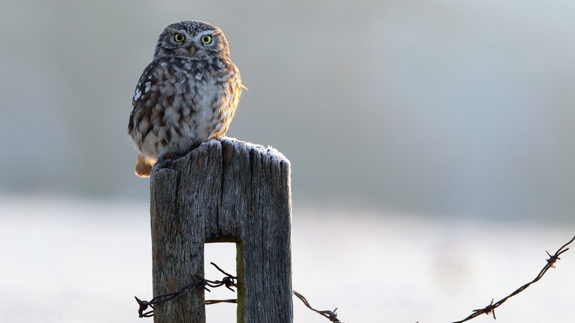 Téléchargez des papiers peints mobile Animaux, Hibou gratuitement.