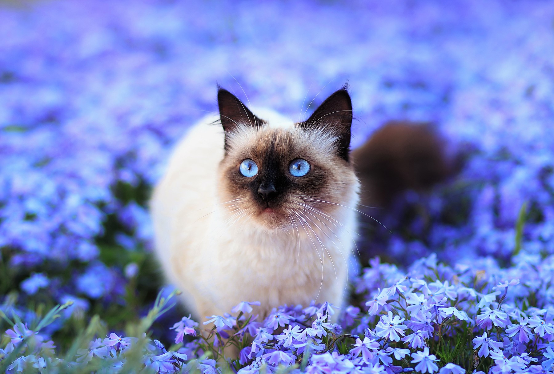 Free download wallpaper Cats, Flower, Cat, Blur, Field, Animal, Cute, Blue Eyes, Blue Flower, Himalayan Cat on your PC desktop