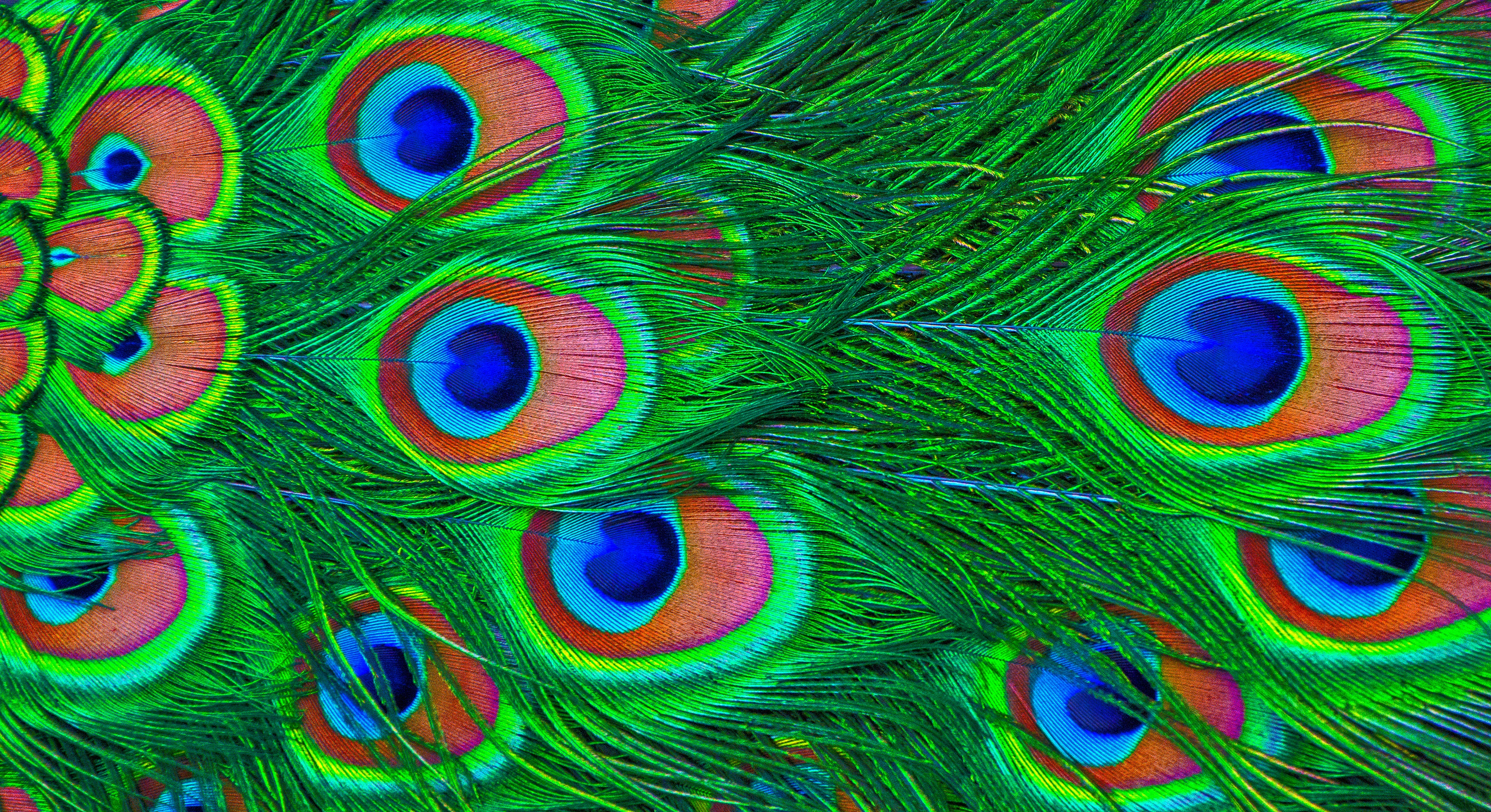 colourful, feather, miscellanea, miscellaneous, colorful, peacock 1080p