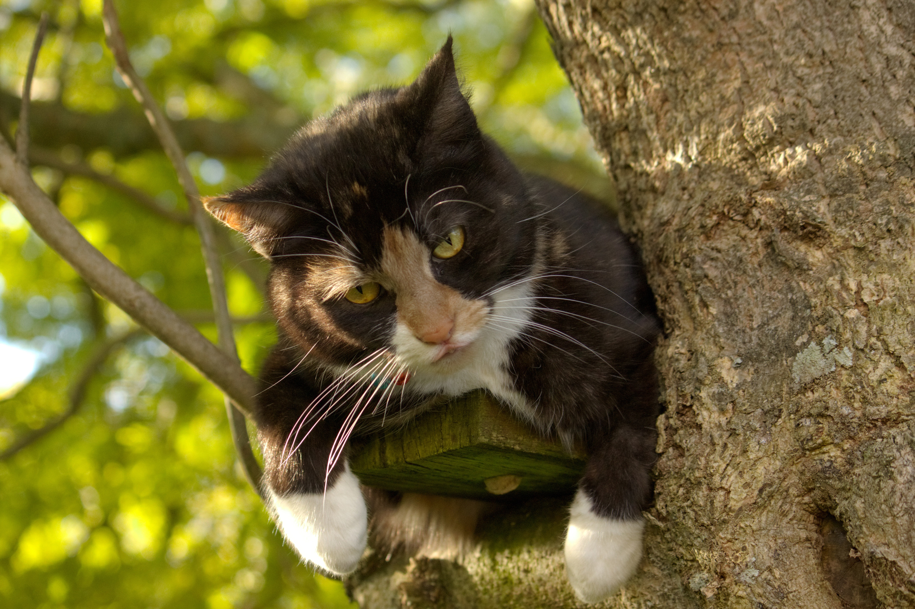 Laden Sie das Tiere, Katzen, Katze-Bild kostenlos auf Ihren PC-Desktop herunter