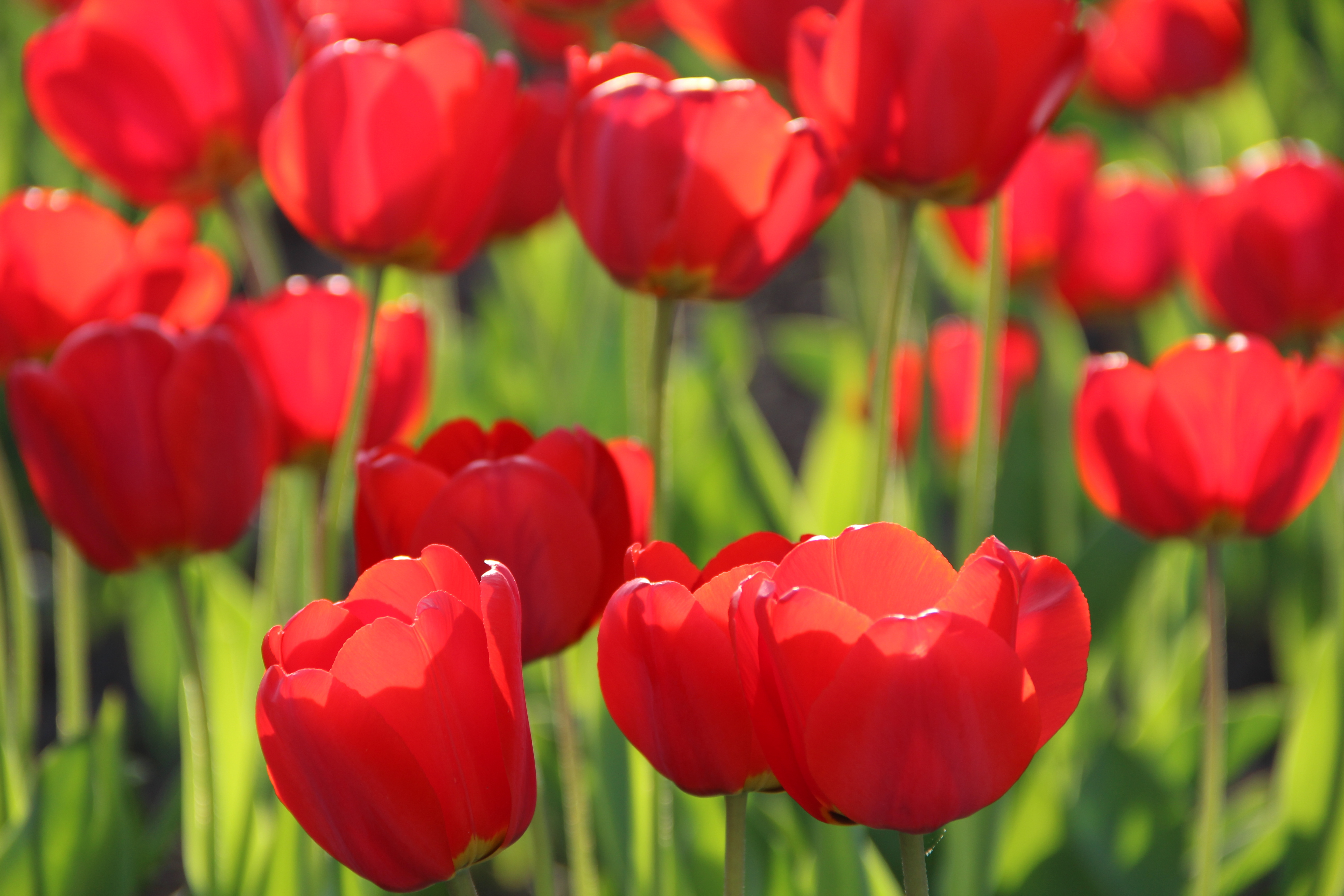 Free download wallpaper Nature, Flowers, Flower, Earth, Tulip, Red Flower on your PC desktop