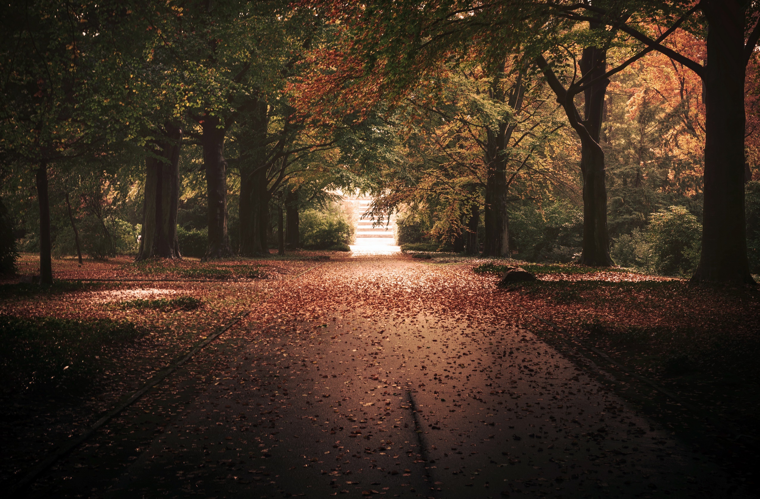 Скачать картинку Природа, Осень, Парк, Дерево, Фотографии в телефон бесплатно.
