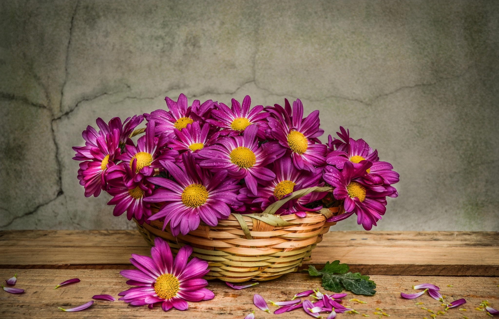 Baixe gratuitamente a imagem Plantas, Bouquets, Flores na área de trabalho do seu PC