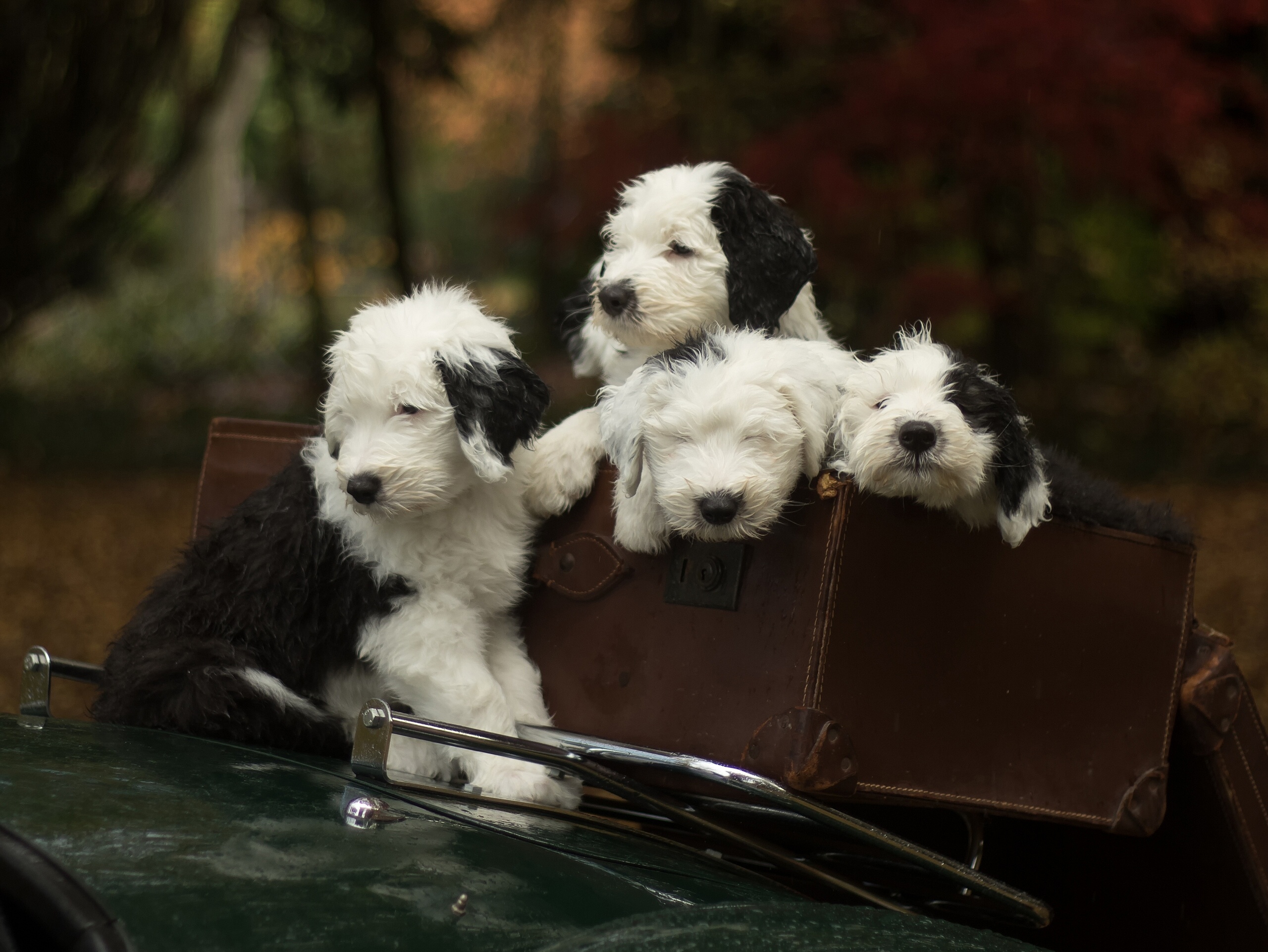 Laden Sie das Tiere, Hunde, Hund, Welpen, Tierbaby-Bild kostenlos auf Ihren PC-Desktop herunter