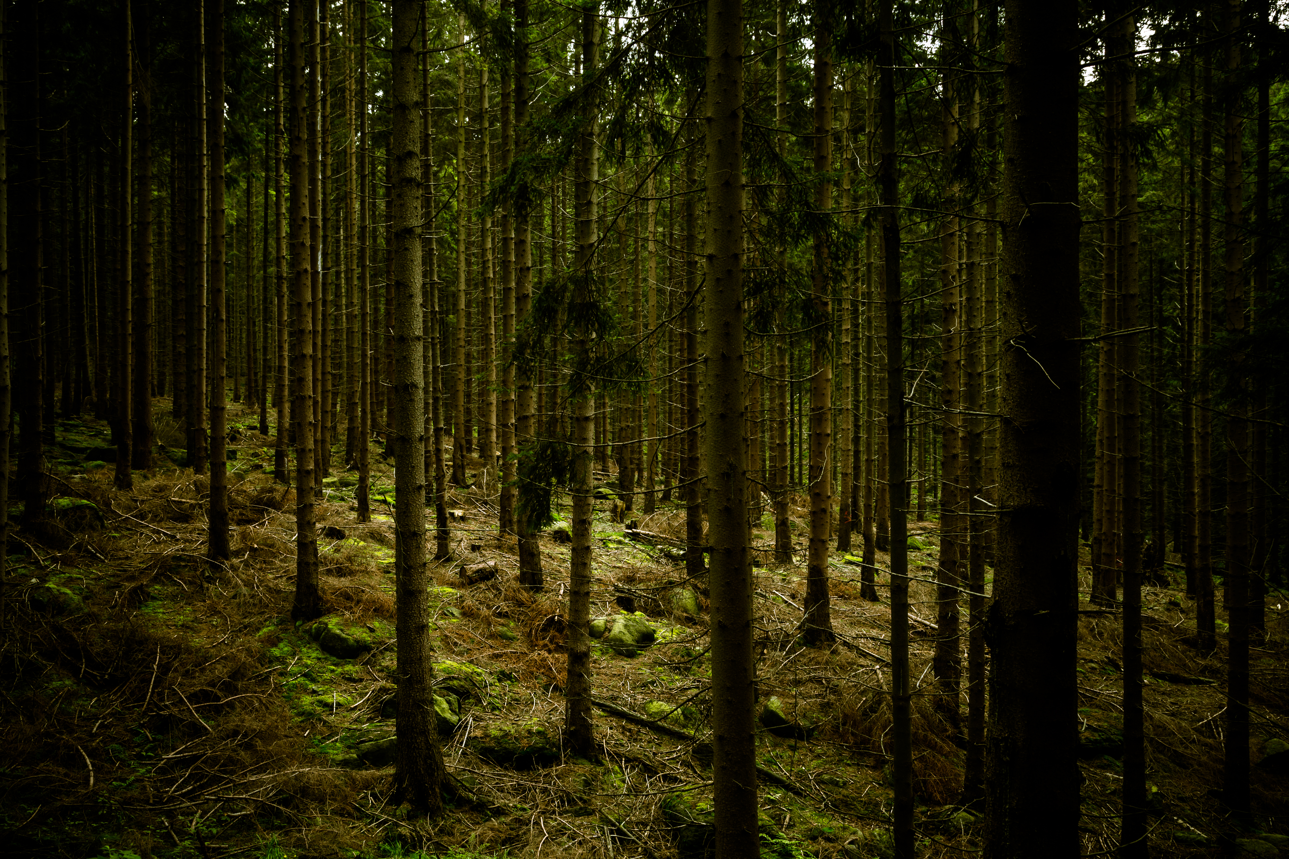 nature, trees, dark, forest, gloomy, gloomily Smartphone Background