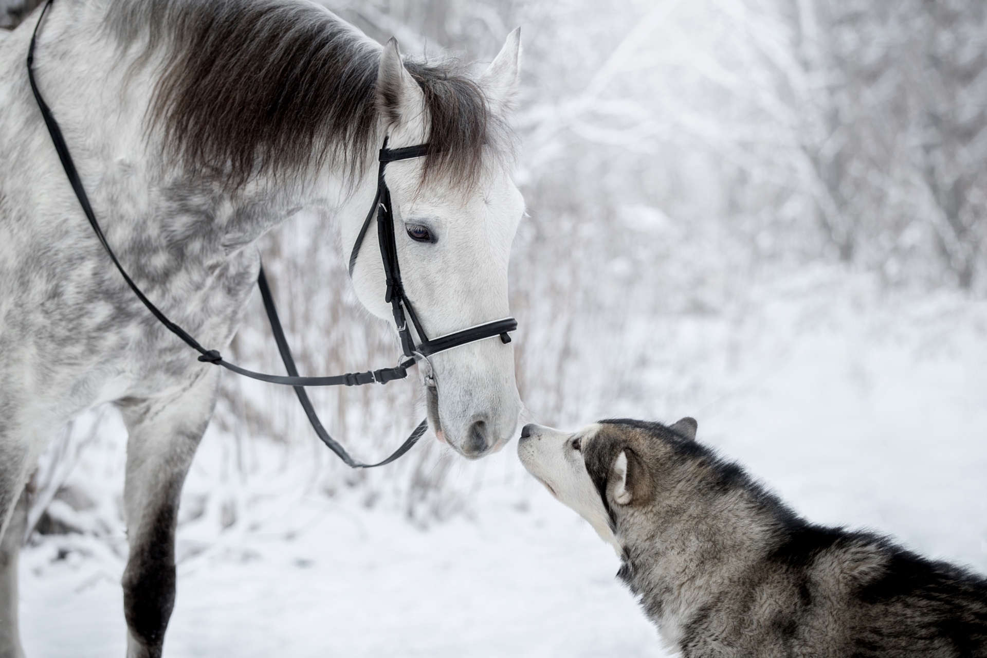Скачать картинку Животные, Зима, Собака, Лошадь, Хаски в телефон бесплатно.
