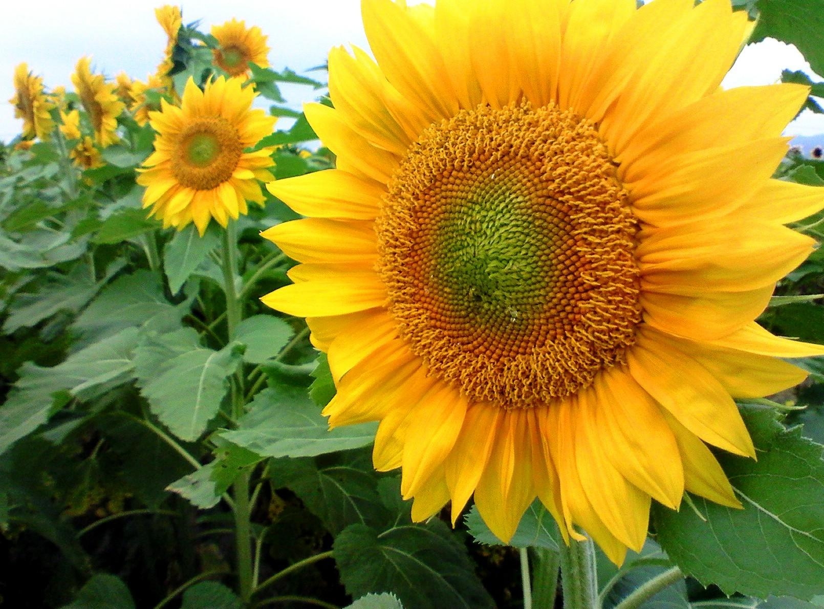 Download mobile wallpaper Mood, Field, Flowers, Summer, Sunflowers for free.