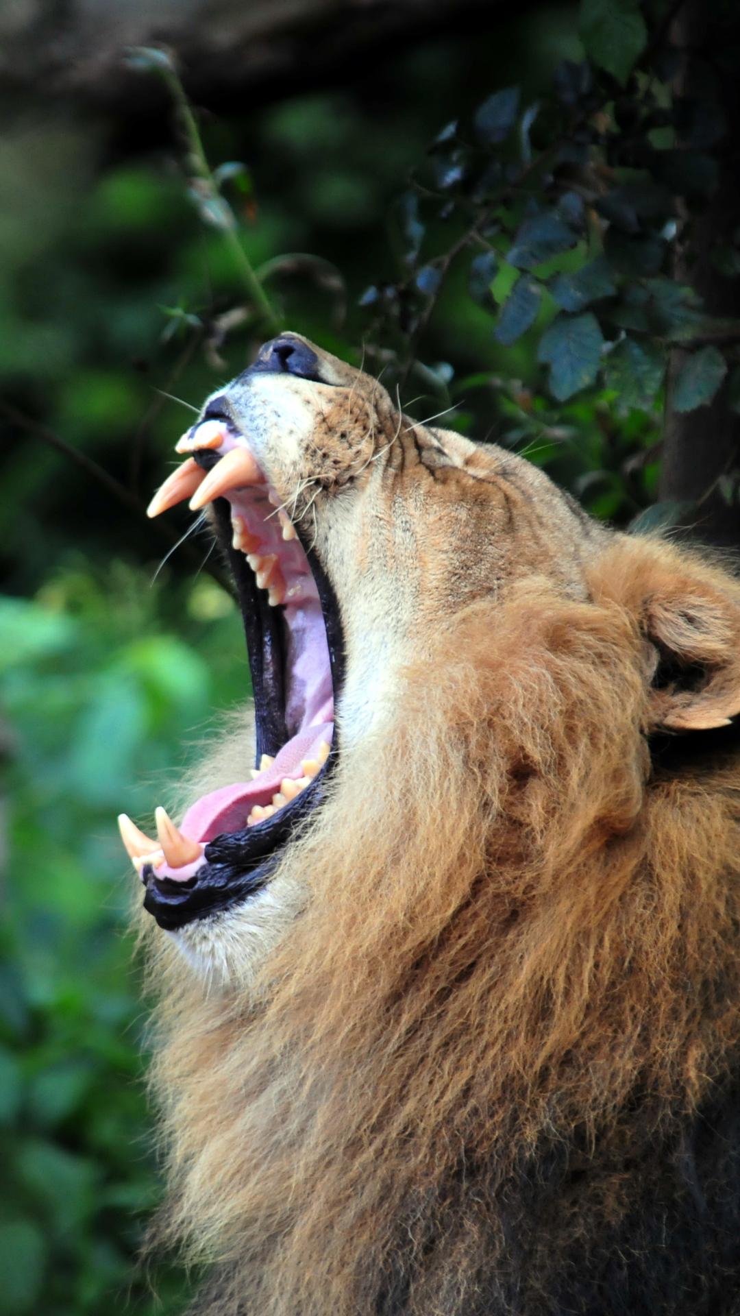 Téléchargez des papiers peints mobile Lion, Chats, Animaux gratuitement.