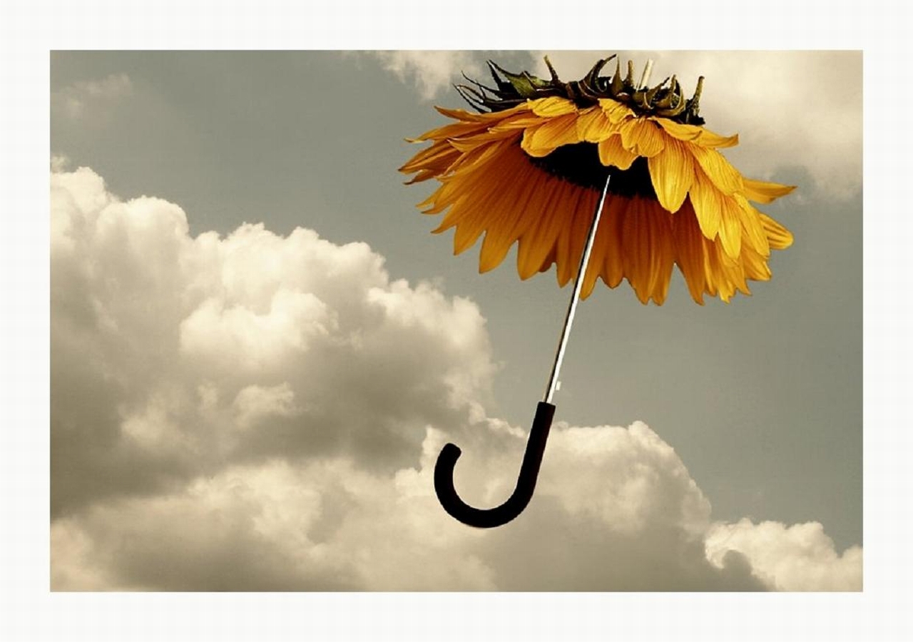 無料モバイル壁紙花, 黄色, 傘, 芸術的をダウンロードします。