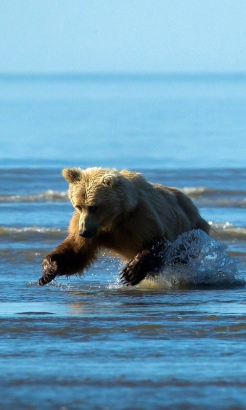 Téléchargez des papiers peints mobile Animaux, Ours, Mignon, Lionceau, La Nature, Rivière, Mignonne gratuitement.